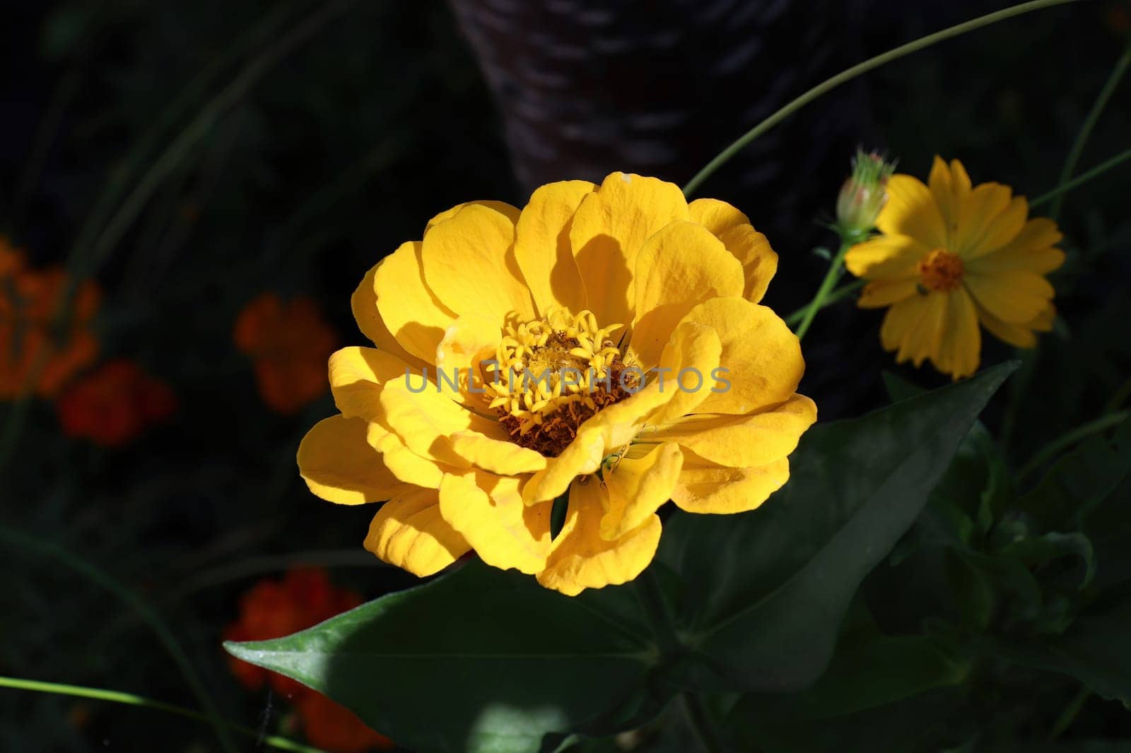Closeup of a yellow zinnia flower against a dark background.