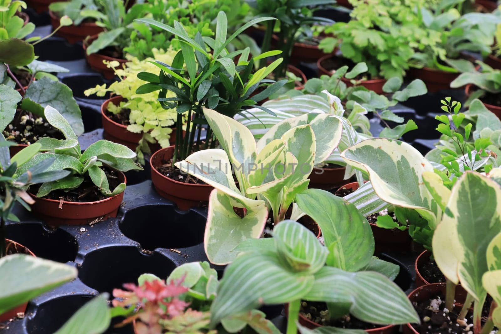 View of tiny mixed tropicals in small pots.