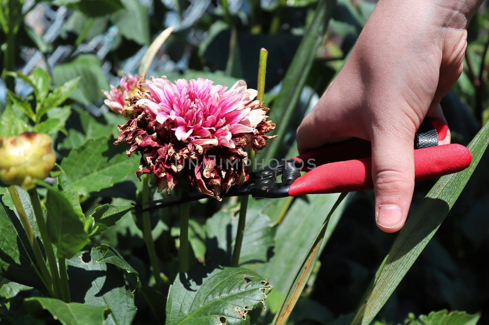Deadheading and clipping back spent dahlia flowers.