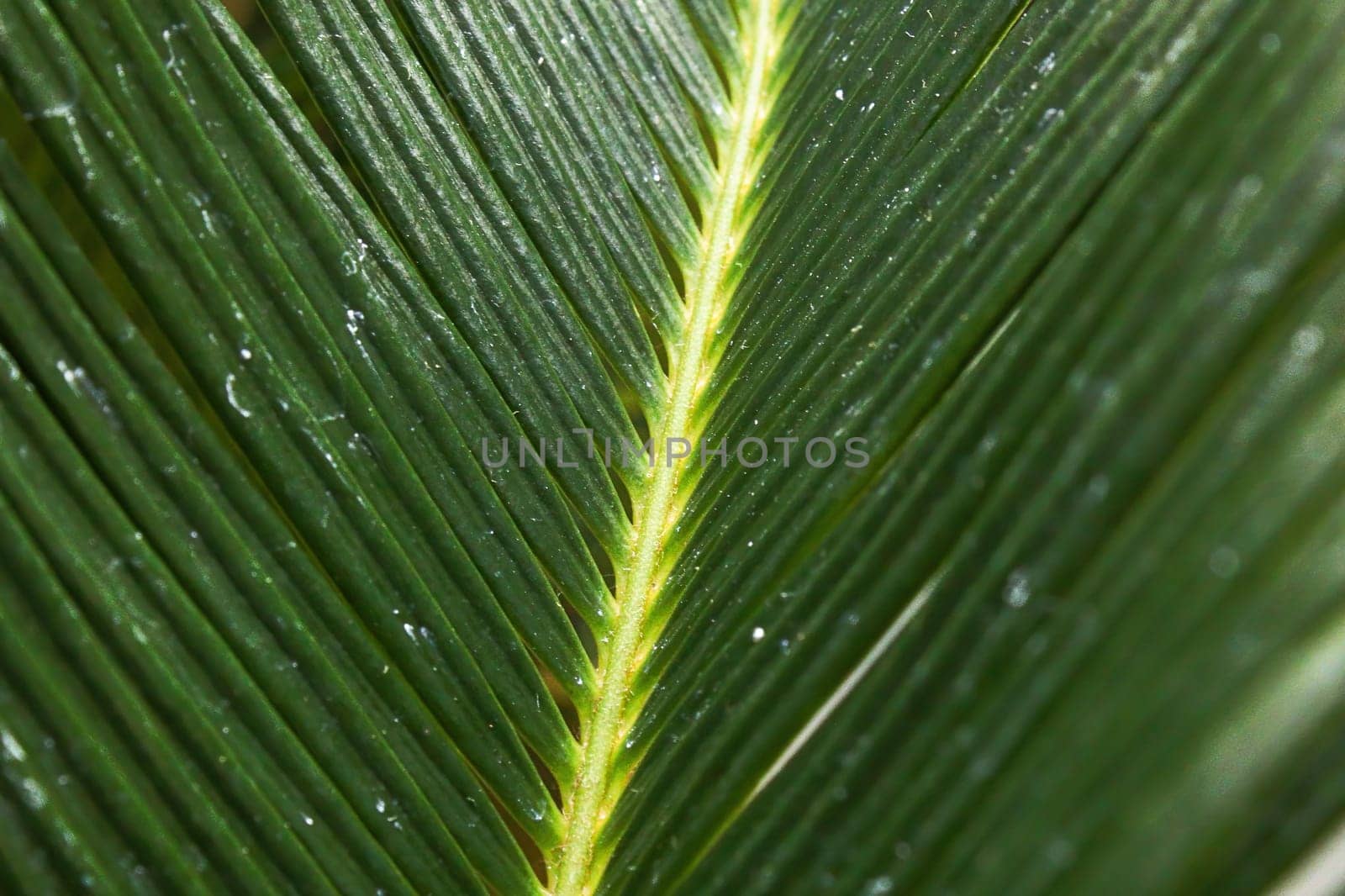 Closeup of the leaves on a Sago Palm.