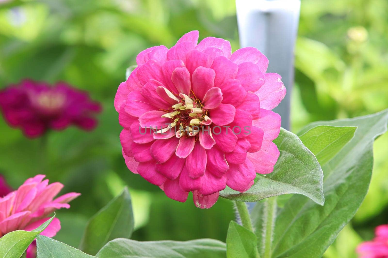 Closeup of a pink zinnia flower against leaves.