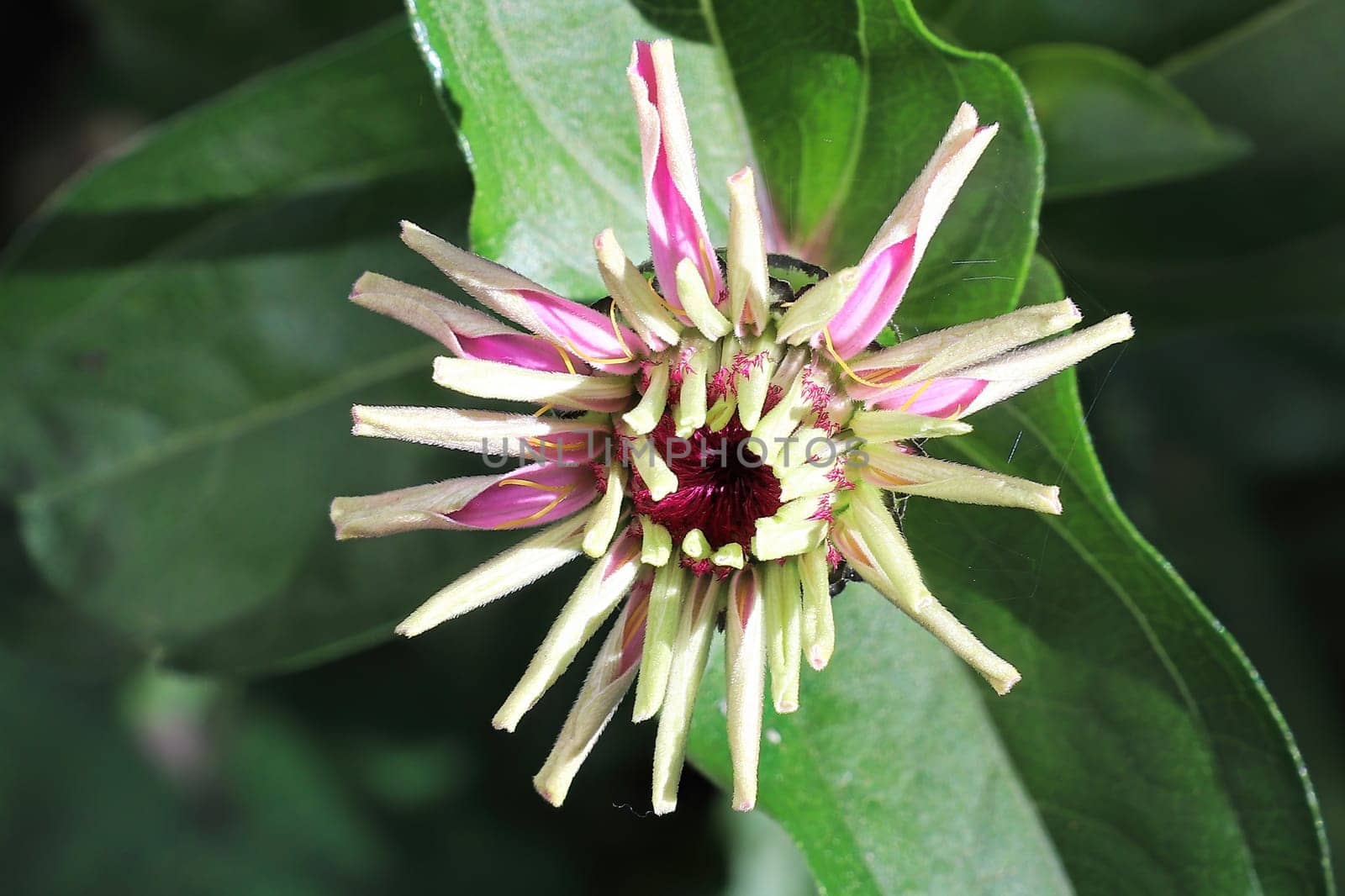 Closeup of the curled petals on a zinnia opening.