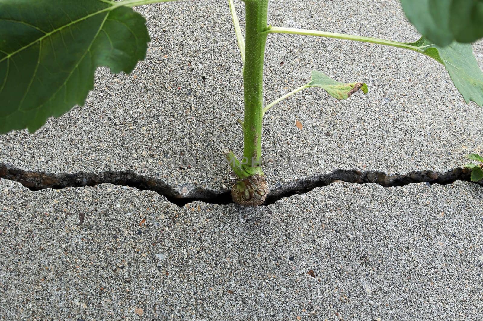 A plant stem growing out of a cement crack.