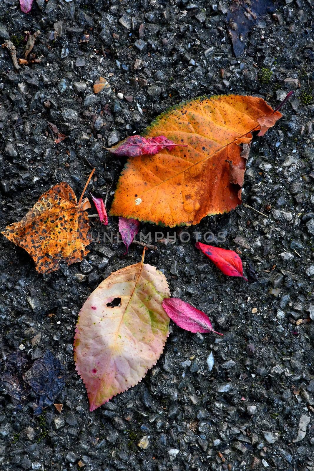autumal painted leaves on a street