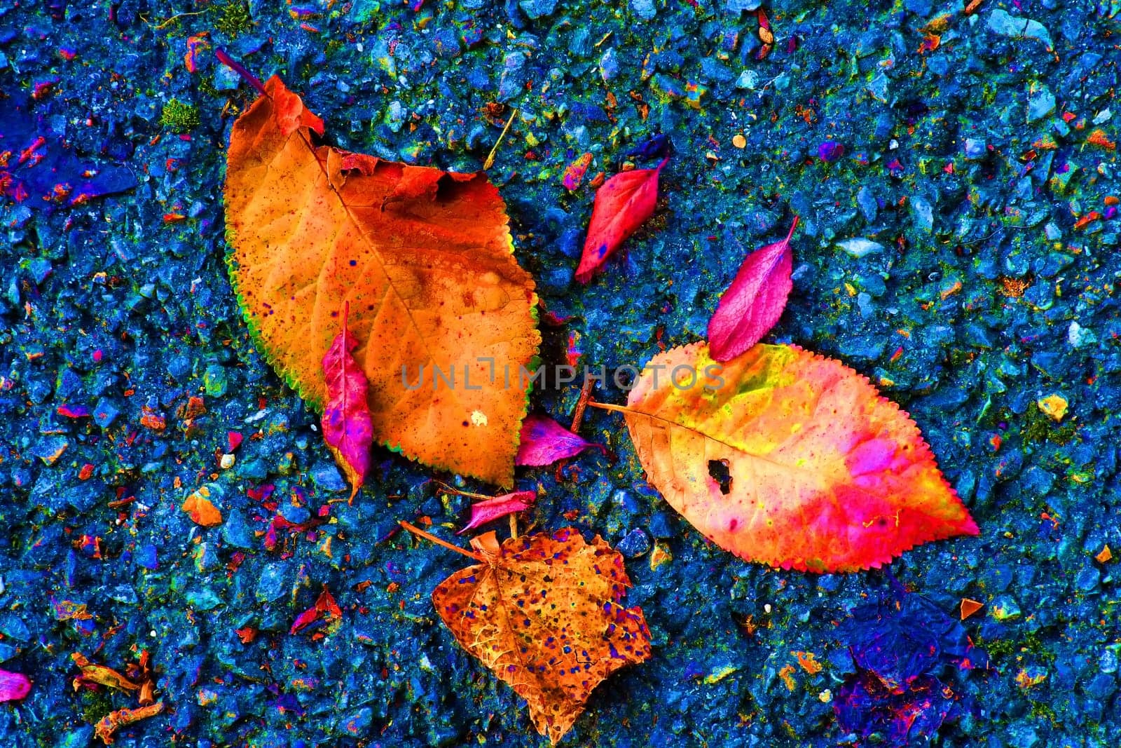 autumnal colored leaves on a blue street floor