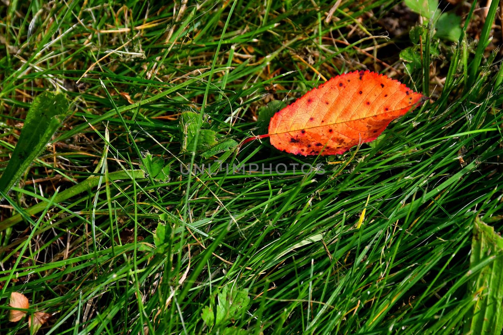 autumnal colored beech leaf in a green meadow
