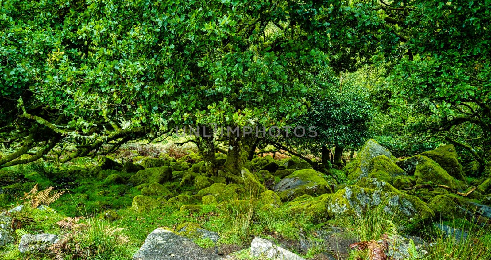 Wistman's Wood National Nature Reserve - mystic high-altitude oakwood on valley of the West Dart River, Dartmoor, Devon, United Kingdom