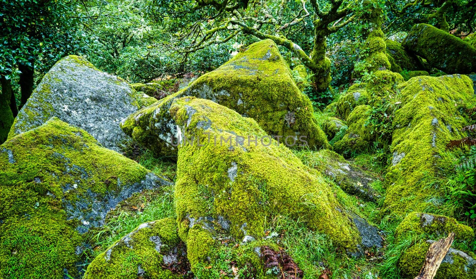 Wistman's Wood National Nature Reserve - mystic high-altitude oakwood on valley of the West Dart River, Dartmoor, Devon, United Kingdom
