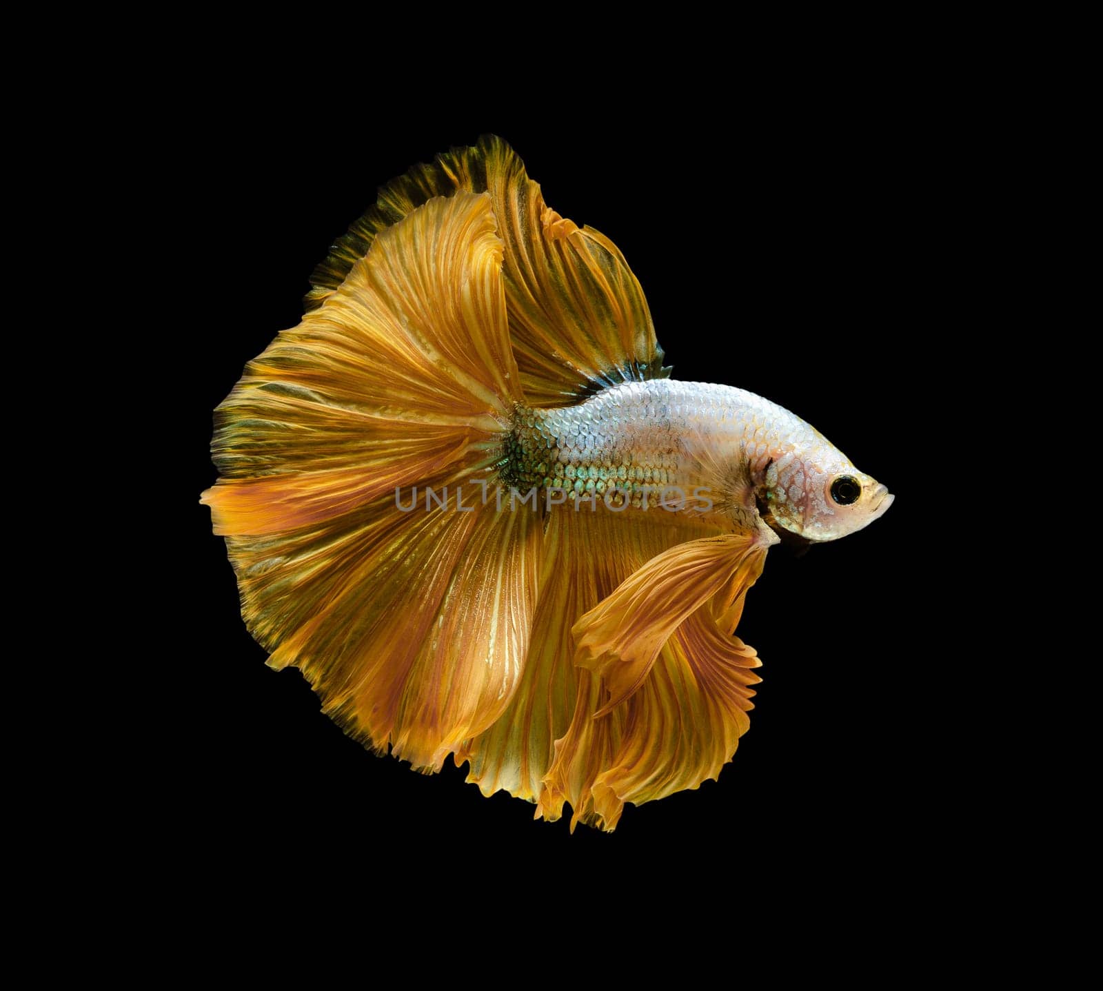 Siamese fighting fish or Betta splendens fish, popular aquarium fish in Thailand. Yellow half moon tail betta fighting fish motion isolated on black background
