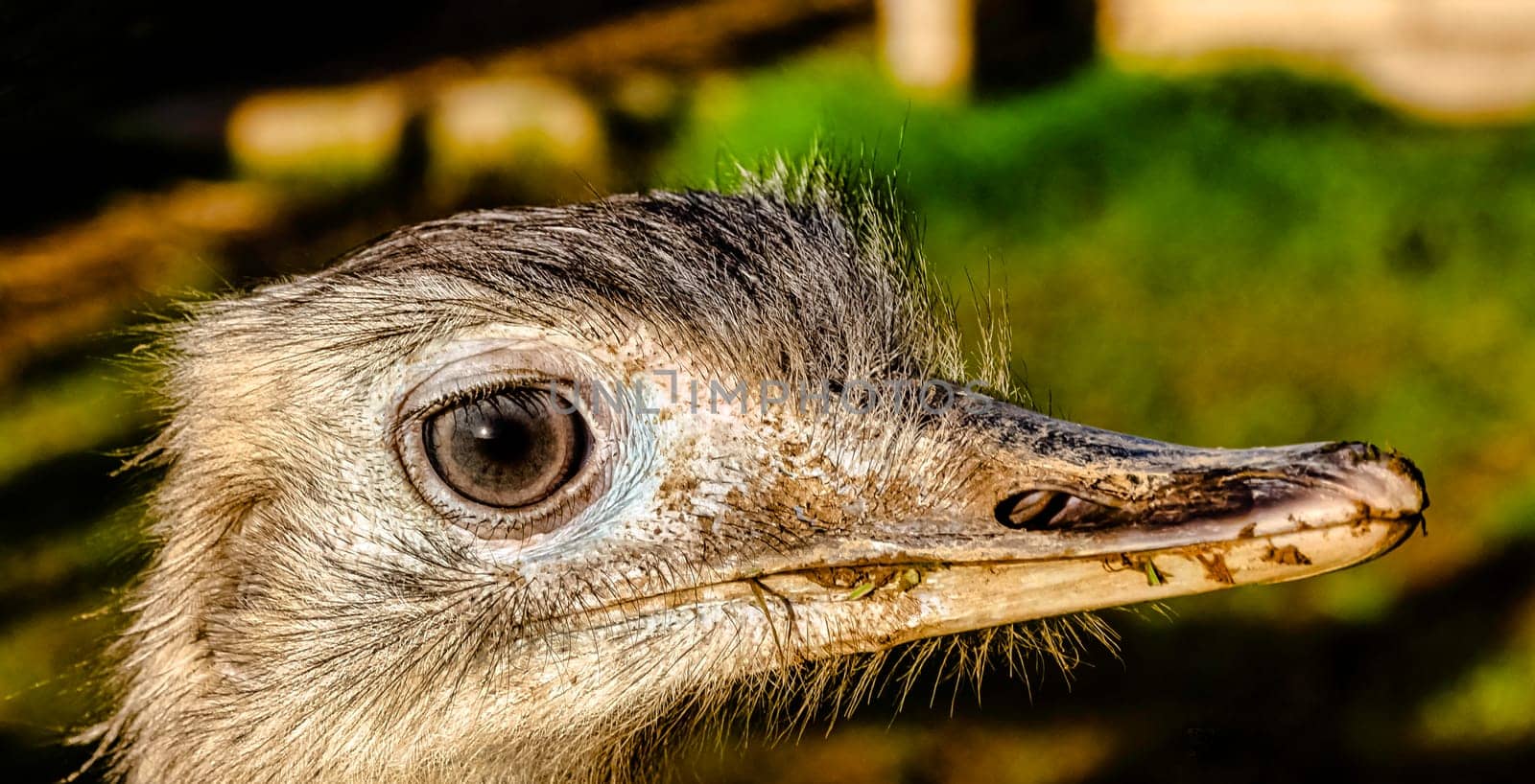Rhea known as nandu - South American ostrich