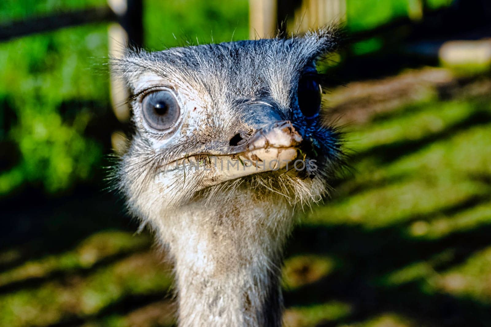 Rhea known as nandu - South American ostrich