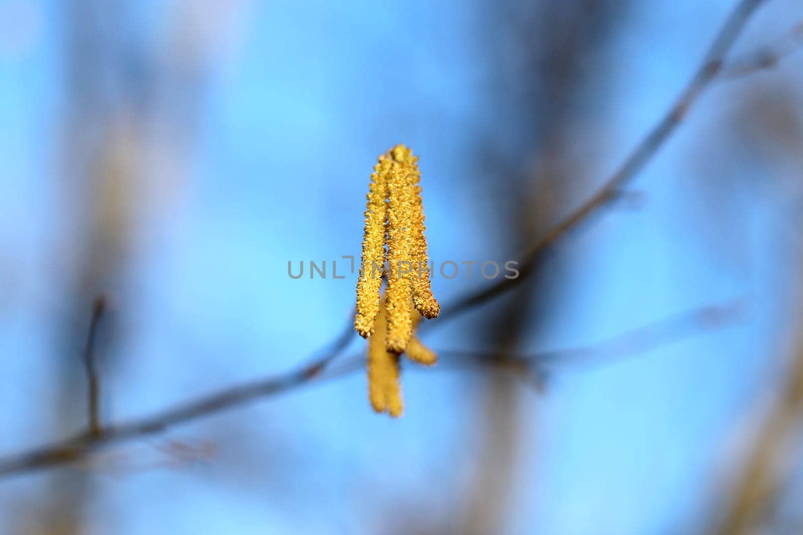 Beautiful earrings birch tree is photographed close up