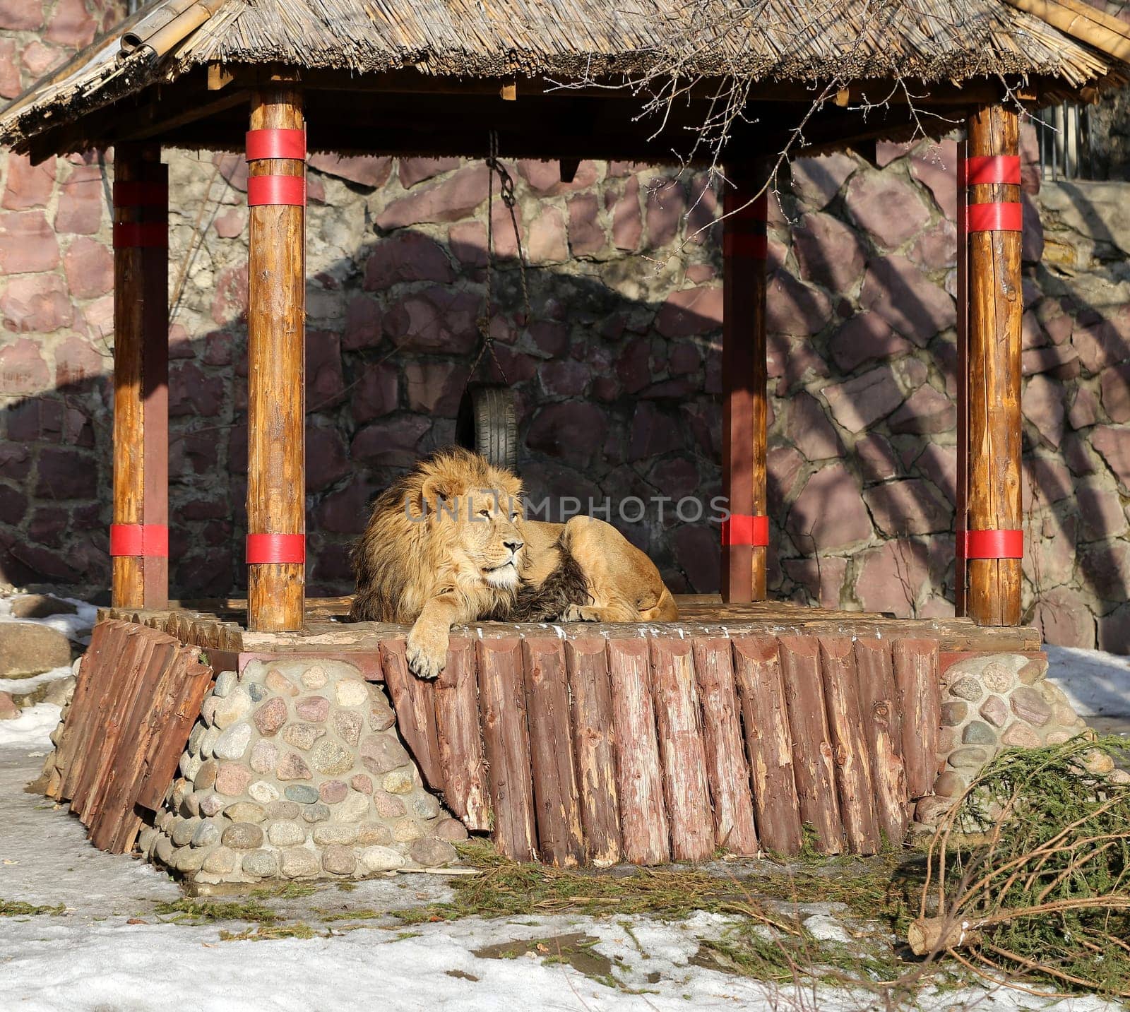 Big beautiful lion lies in his lair