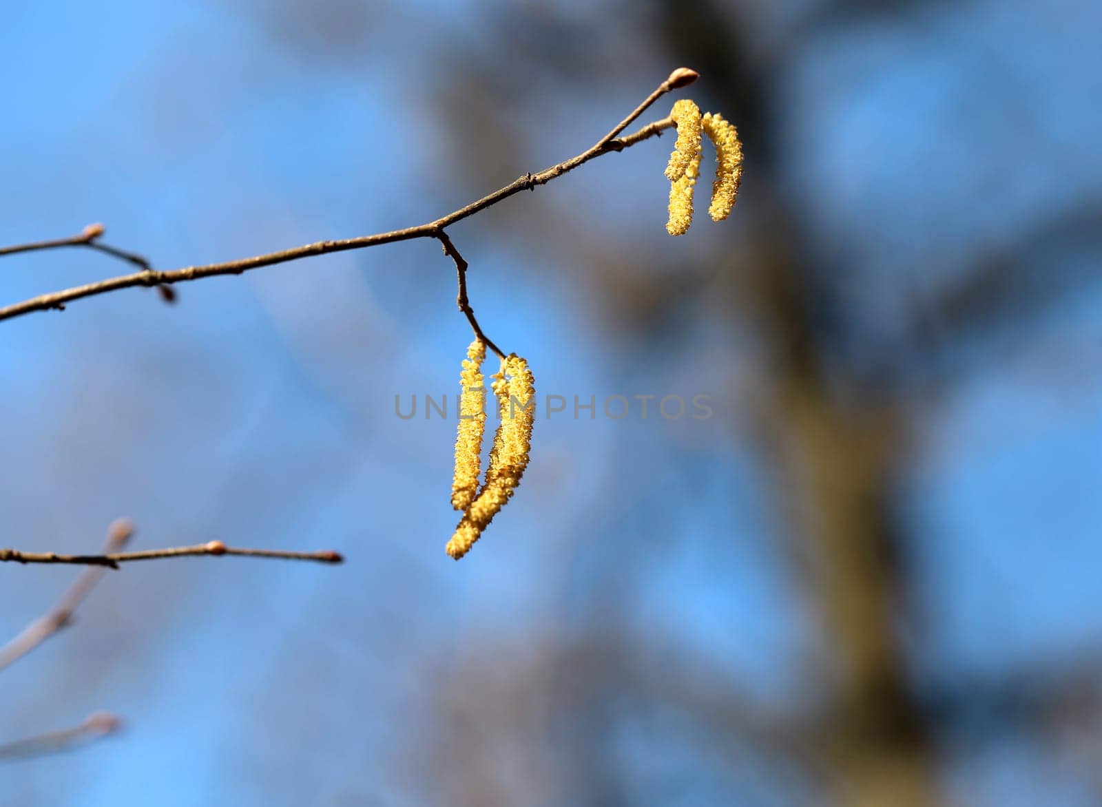 Beautiful earrings birch tree is photographed close up