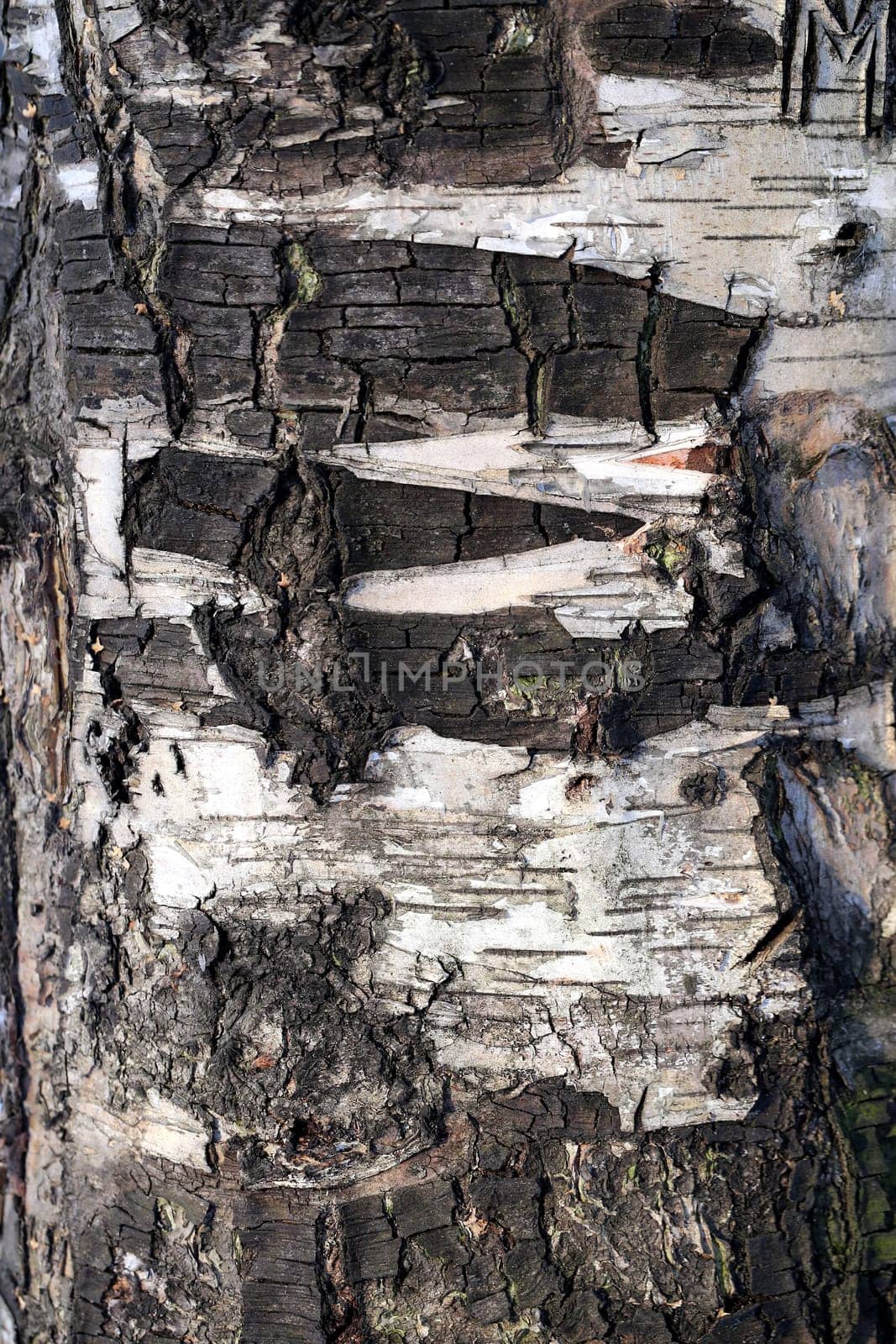 bark of the tree is photographed close up