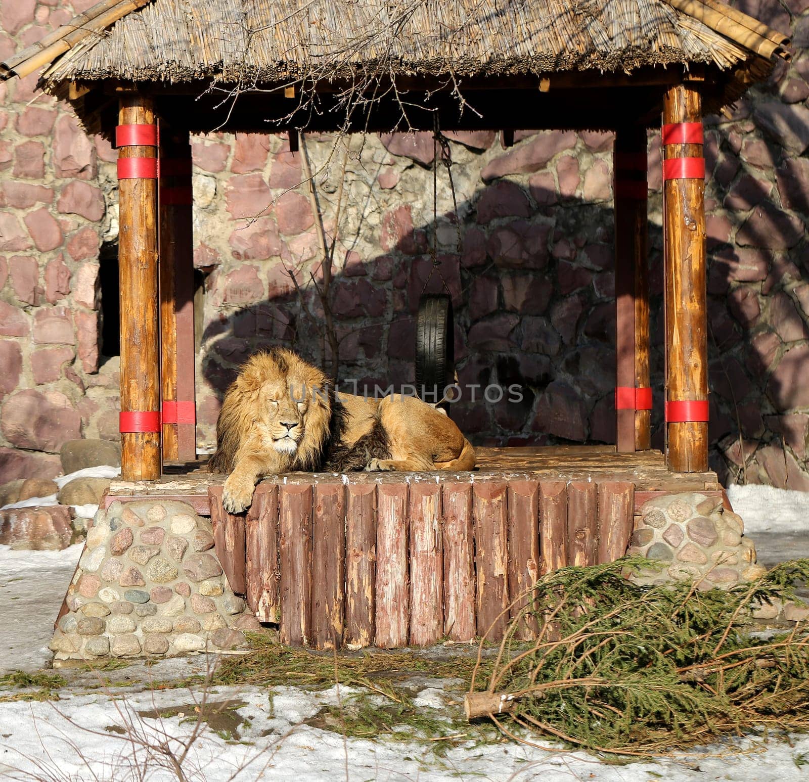 Big beautiful lion lies in his lair