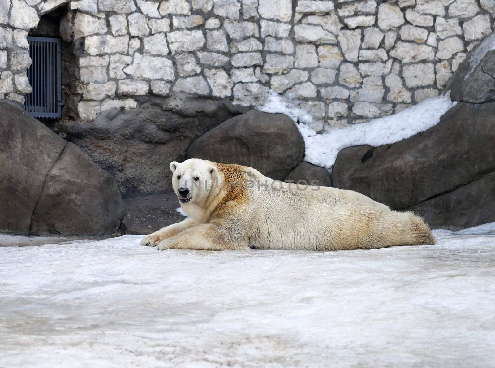 Polar Bear playing in the snow at the zoo