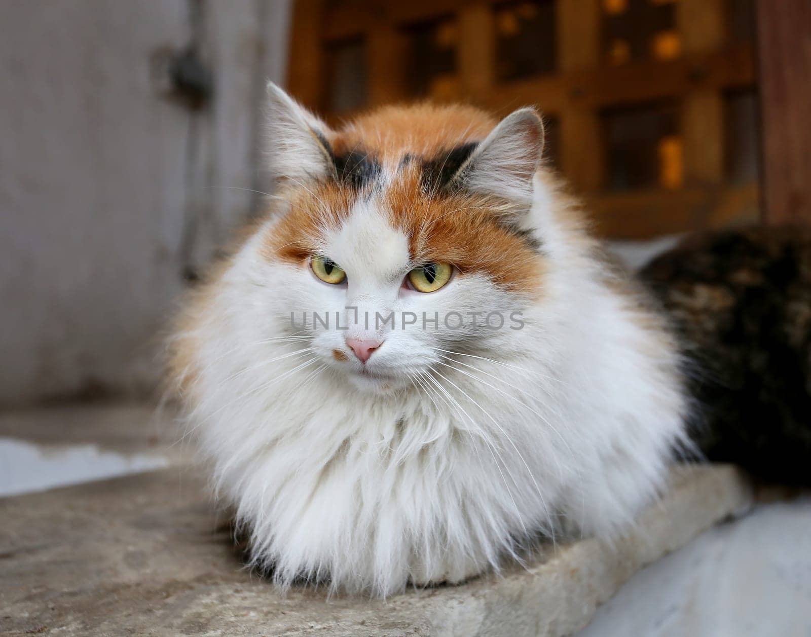 Beautiful cat sitting on a wall photographed close up