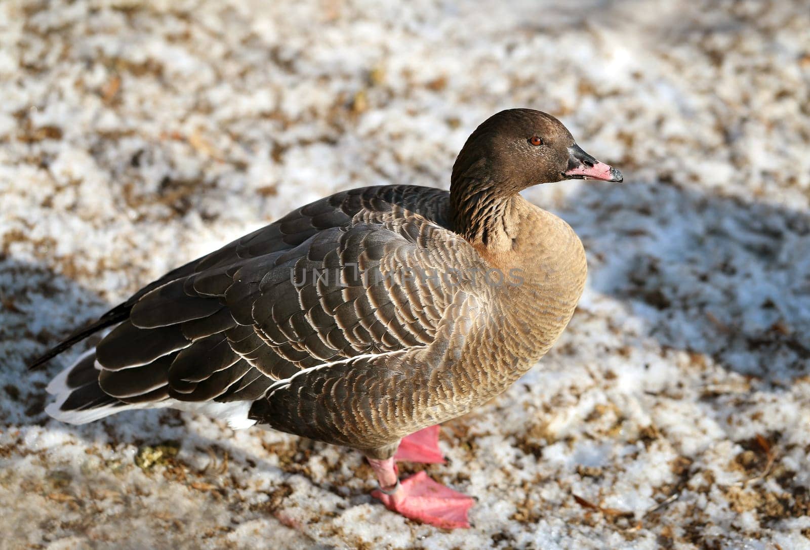 Gray goose standing in the snow is photographed close up