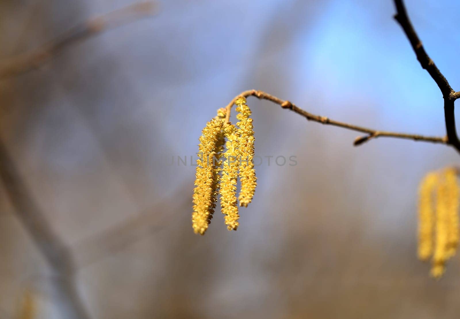 Beautiful earrings birch tree is photographed close up