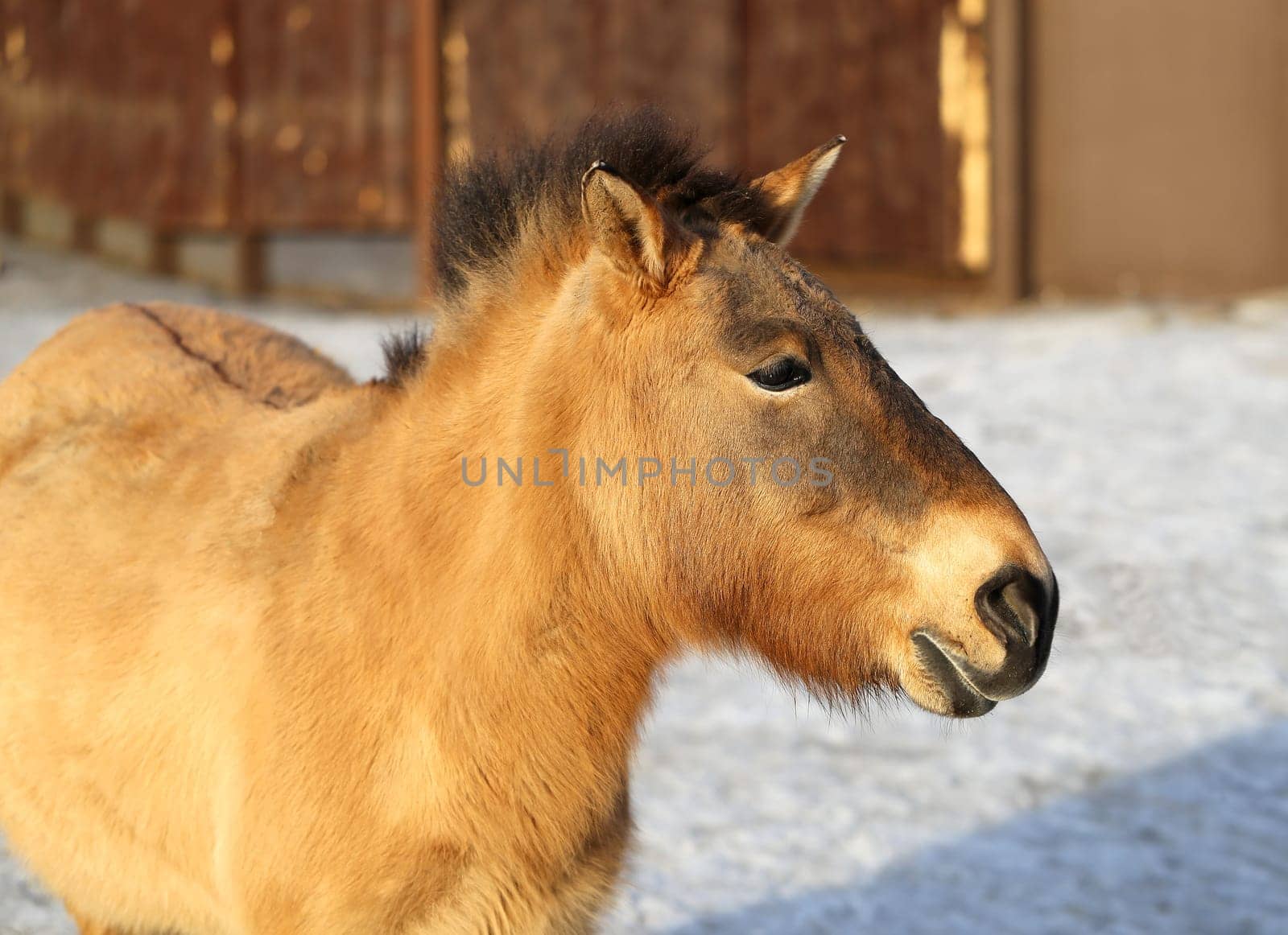 Portrait of a beautiful donkey photographed close up
