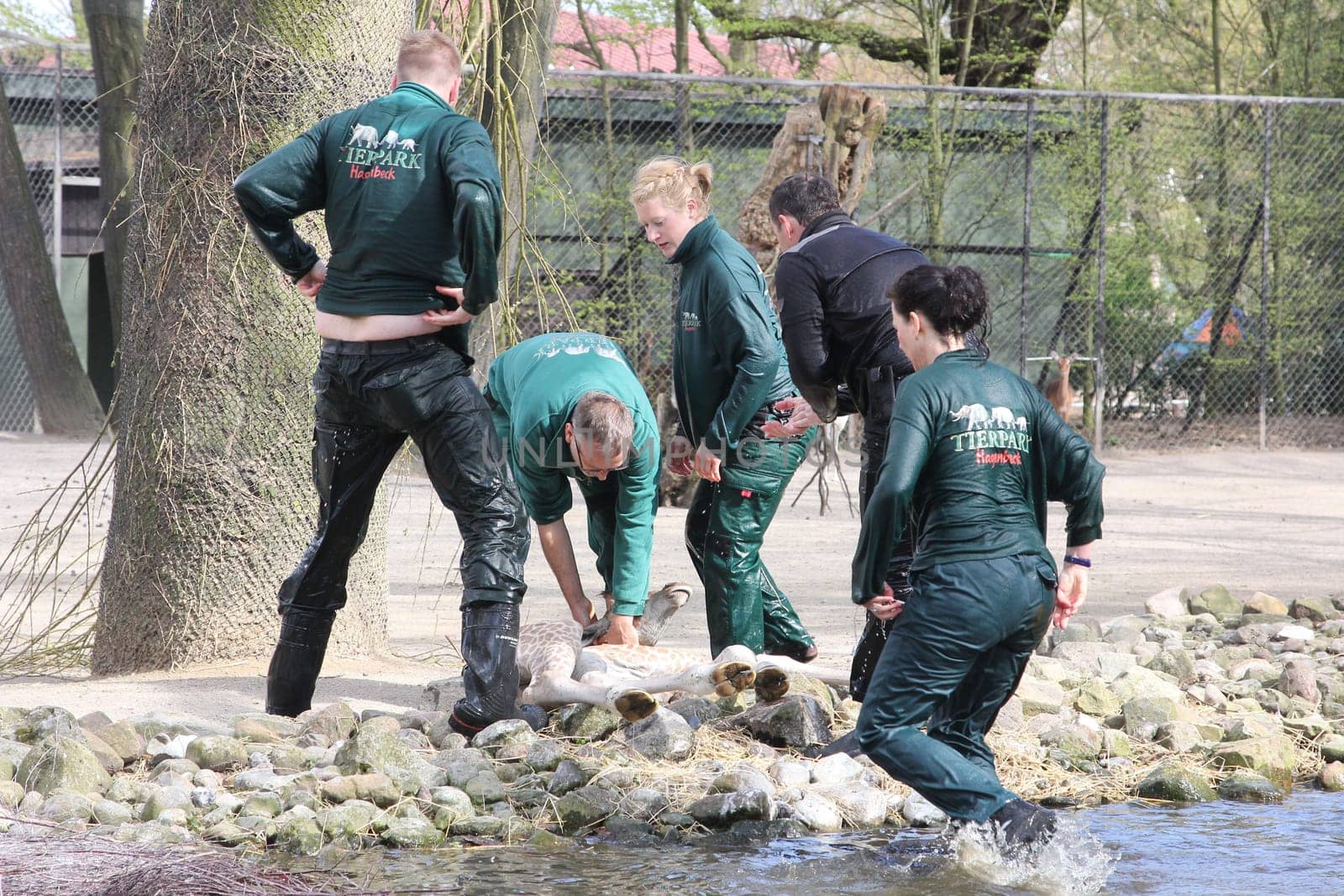 Young giraffe faells into the water in front of the press and the public and almost drowns,Hagenbeck Hamburg,16.04.2015