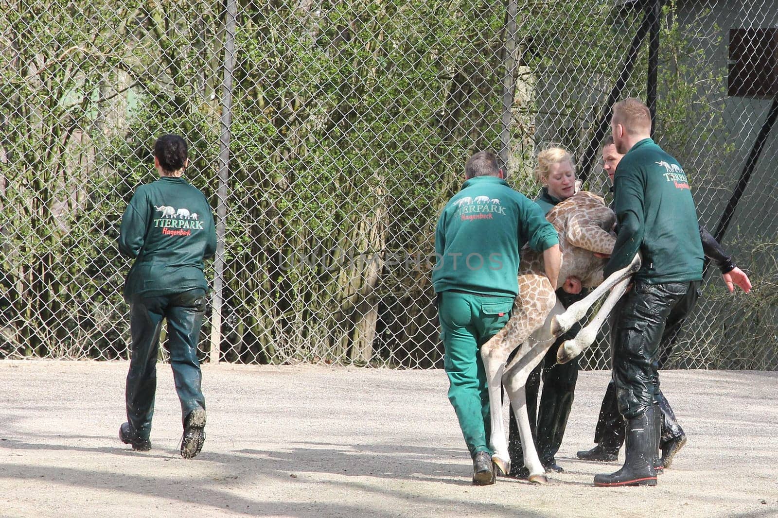Young giraffe faells into the water in front of the press and the public and almost drowns,Hagenbeck Hamburg,16.04.2015