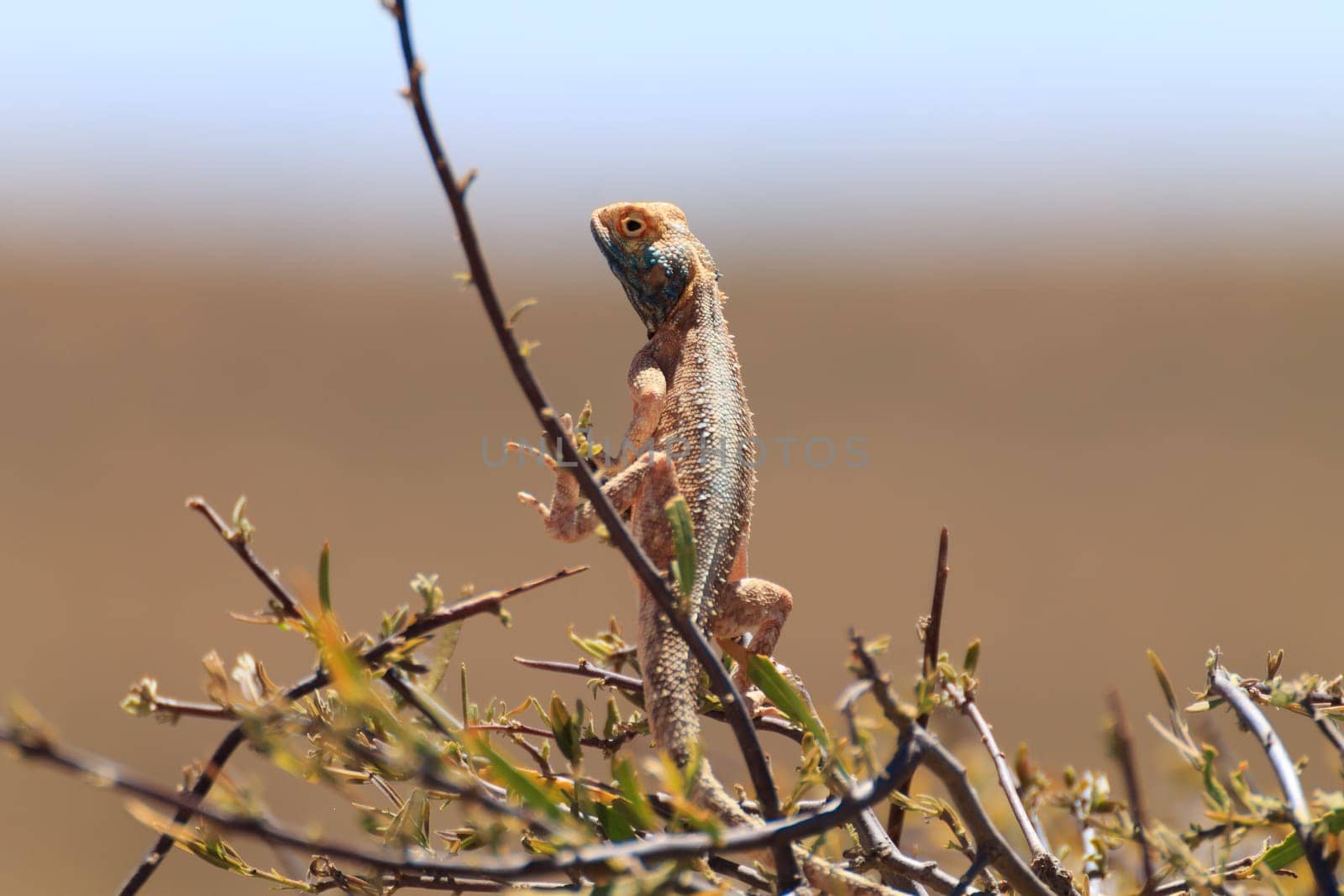 Agama aculeata from Kgalagadi Transfrontier Park, South Africa