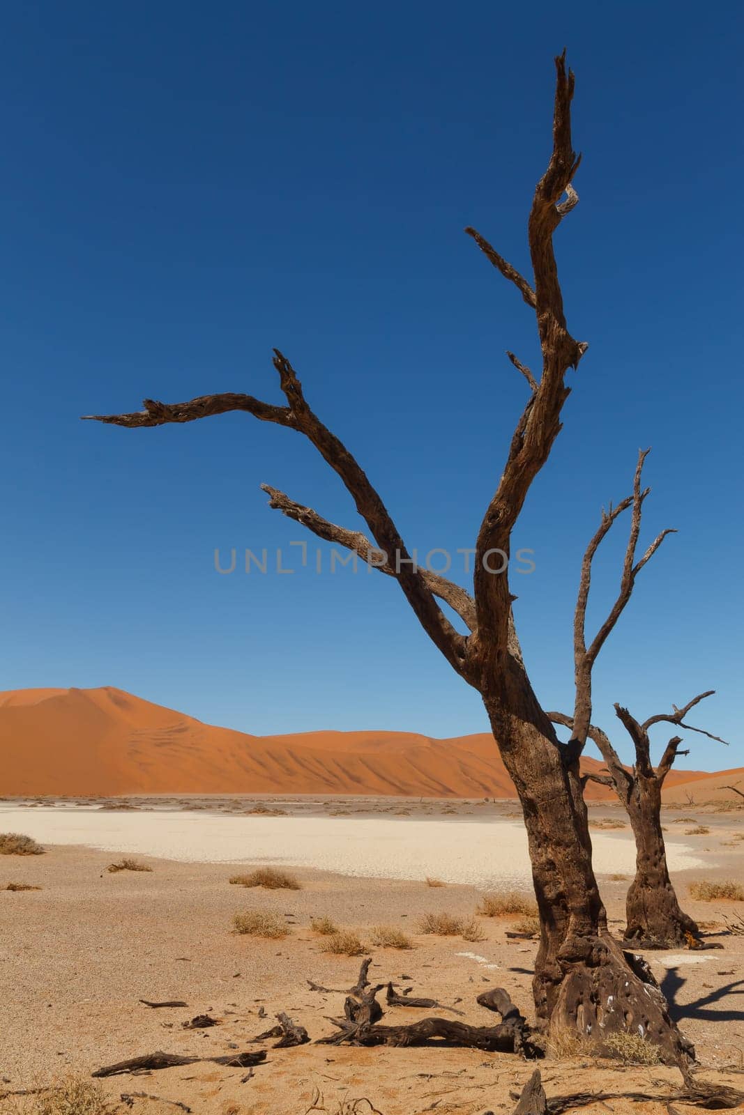 Death tree with red dunes from Hidden Vlei, Sossusvlei Namibia