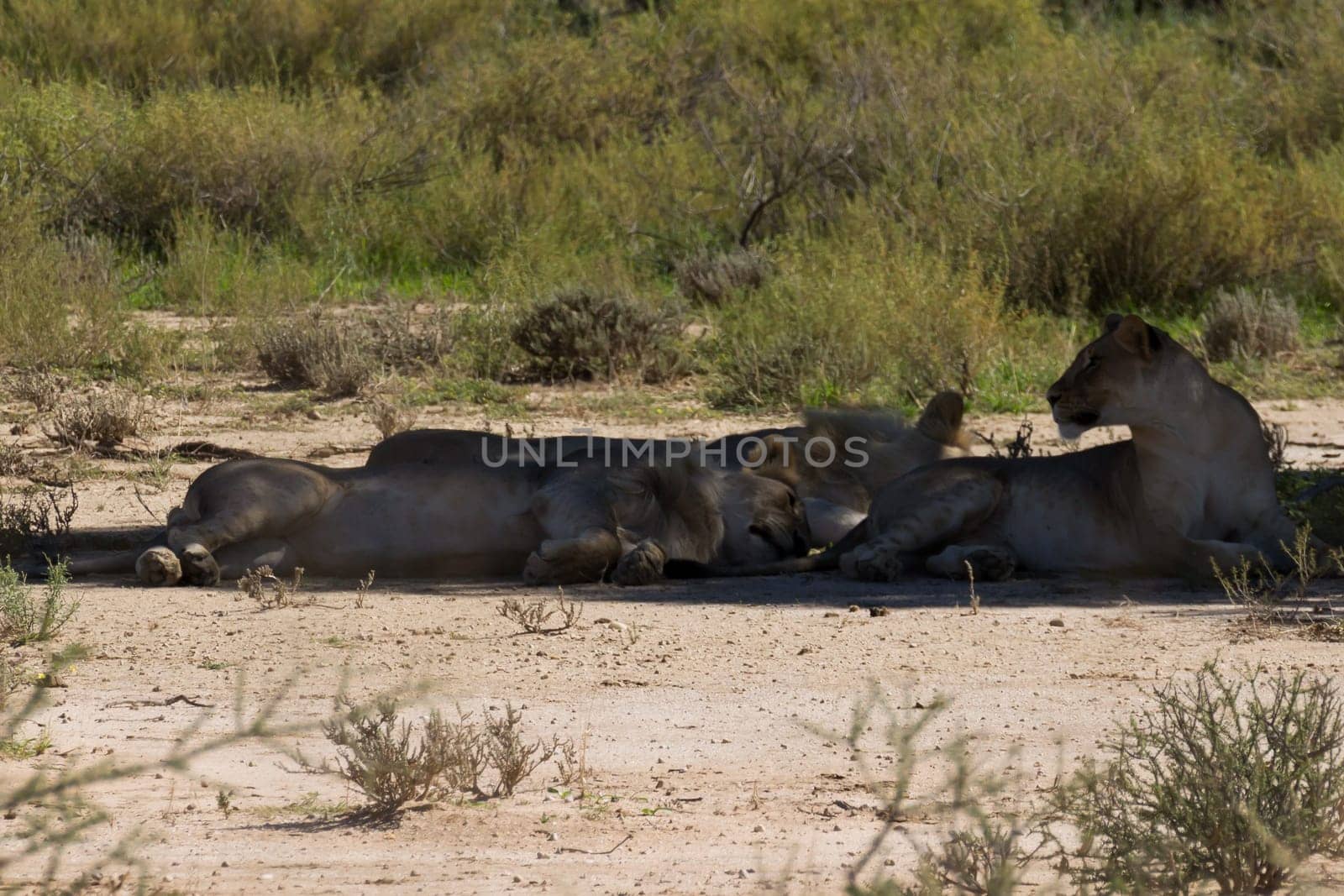 Three lions sleeping under a tree, Kgalagadi National park, South Africa