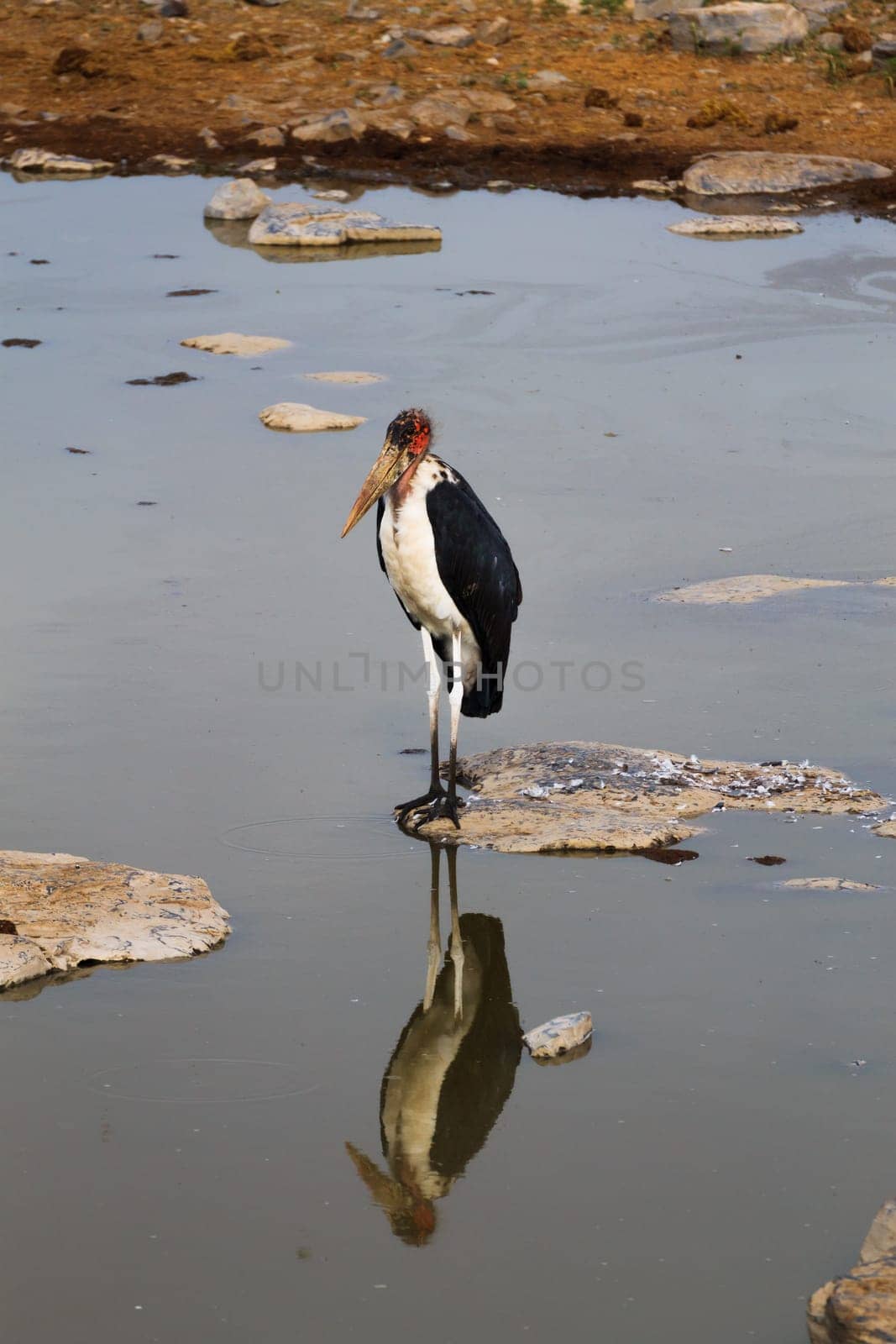 A big bird from Namutoni waterhole, Namibia
