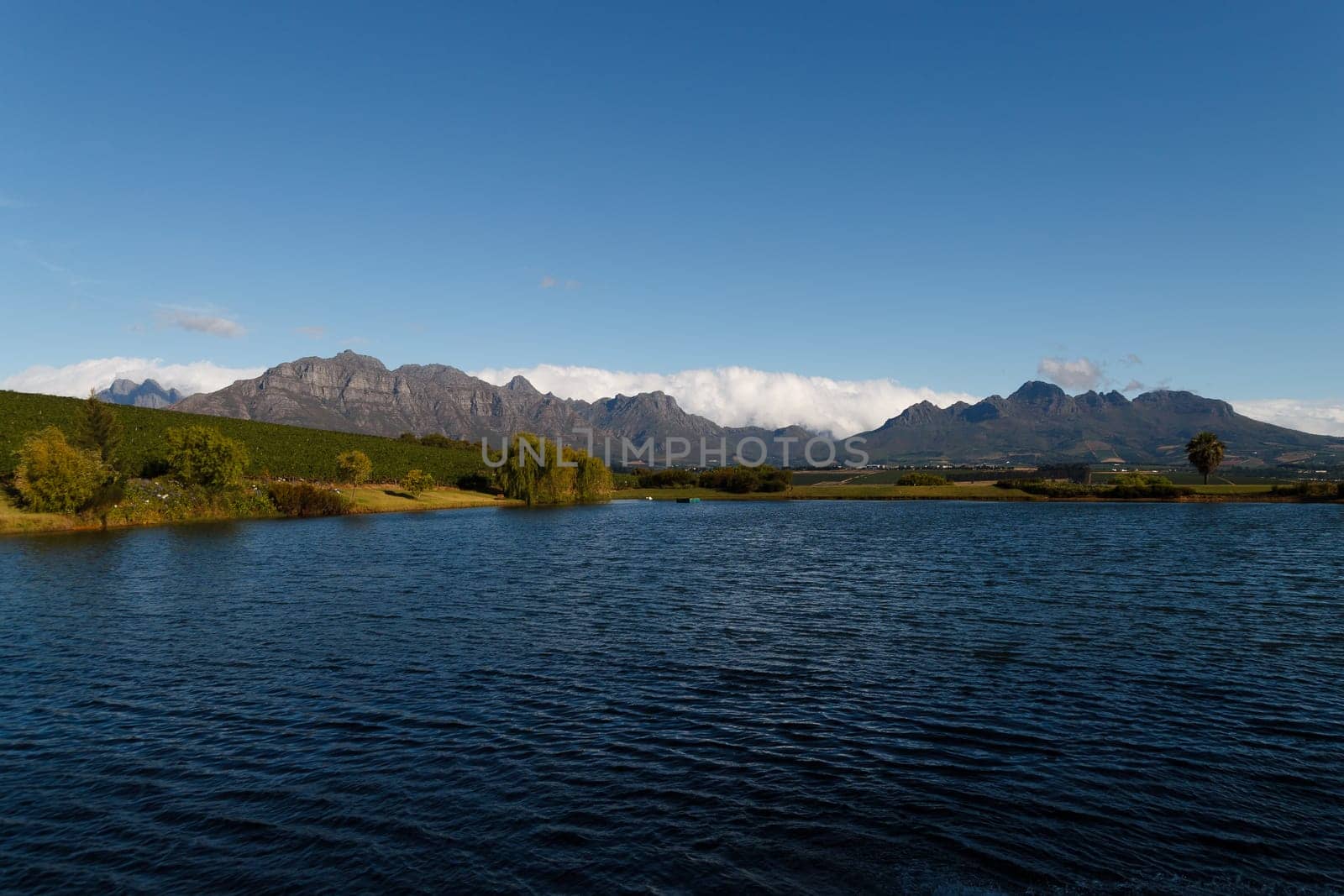 A Stellenboscsh panorama with tipical rows of vines, South Africa