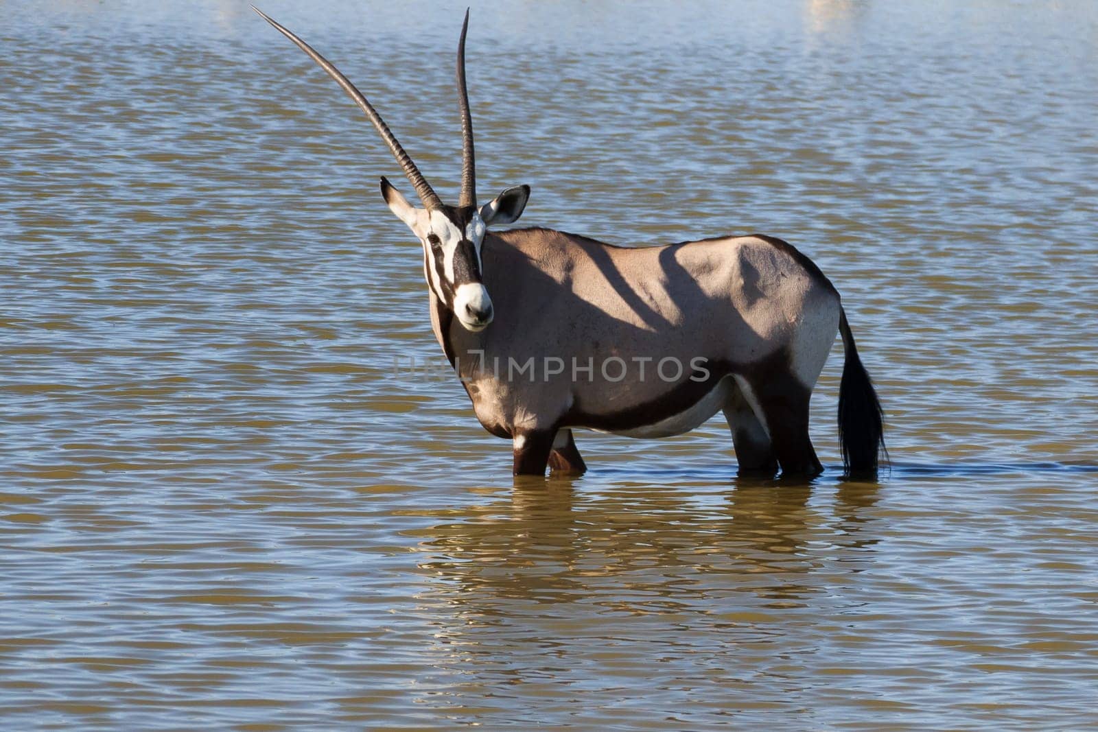 Orix inside Okaukuejo waterhole from Etosha National Park, Namibia