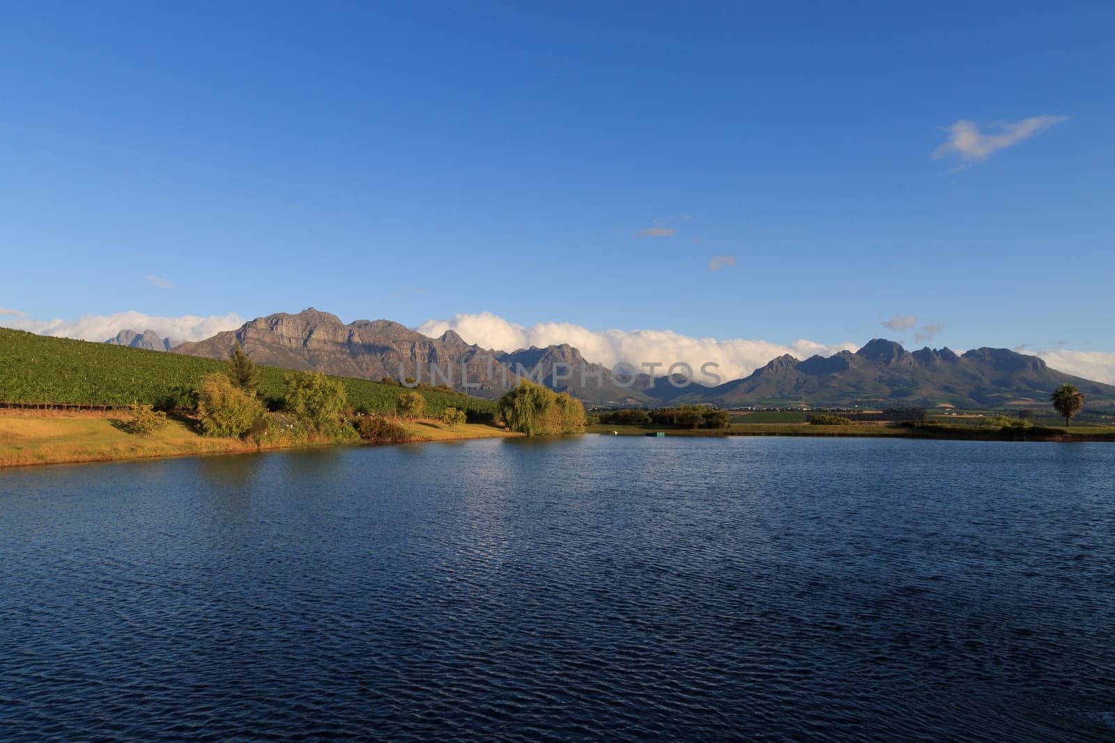 A Stellenboscsh panorama with tipical rows of vines, South Africa