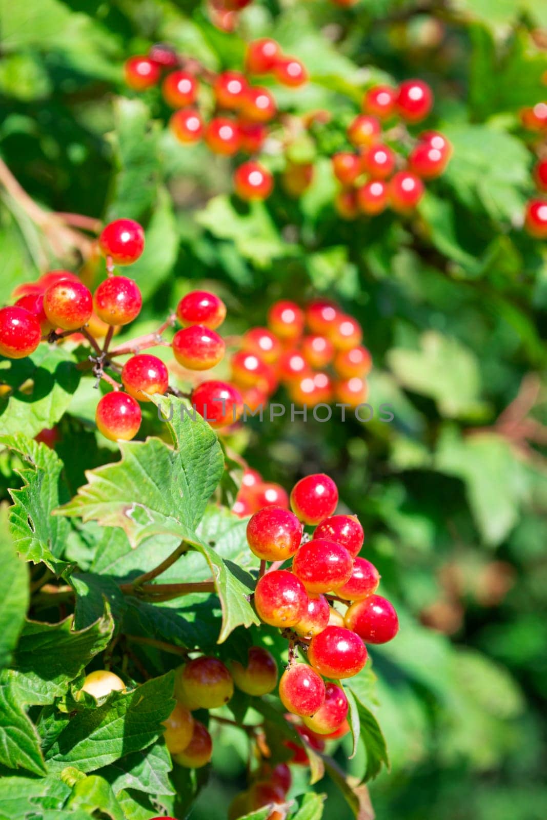 Red viburnum branch in the garden. Viburnum or viburnum opulus berries and leaves outdoor in autumn fall.