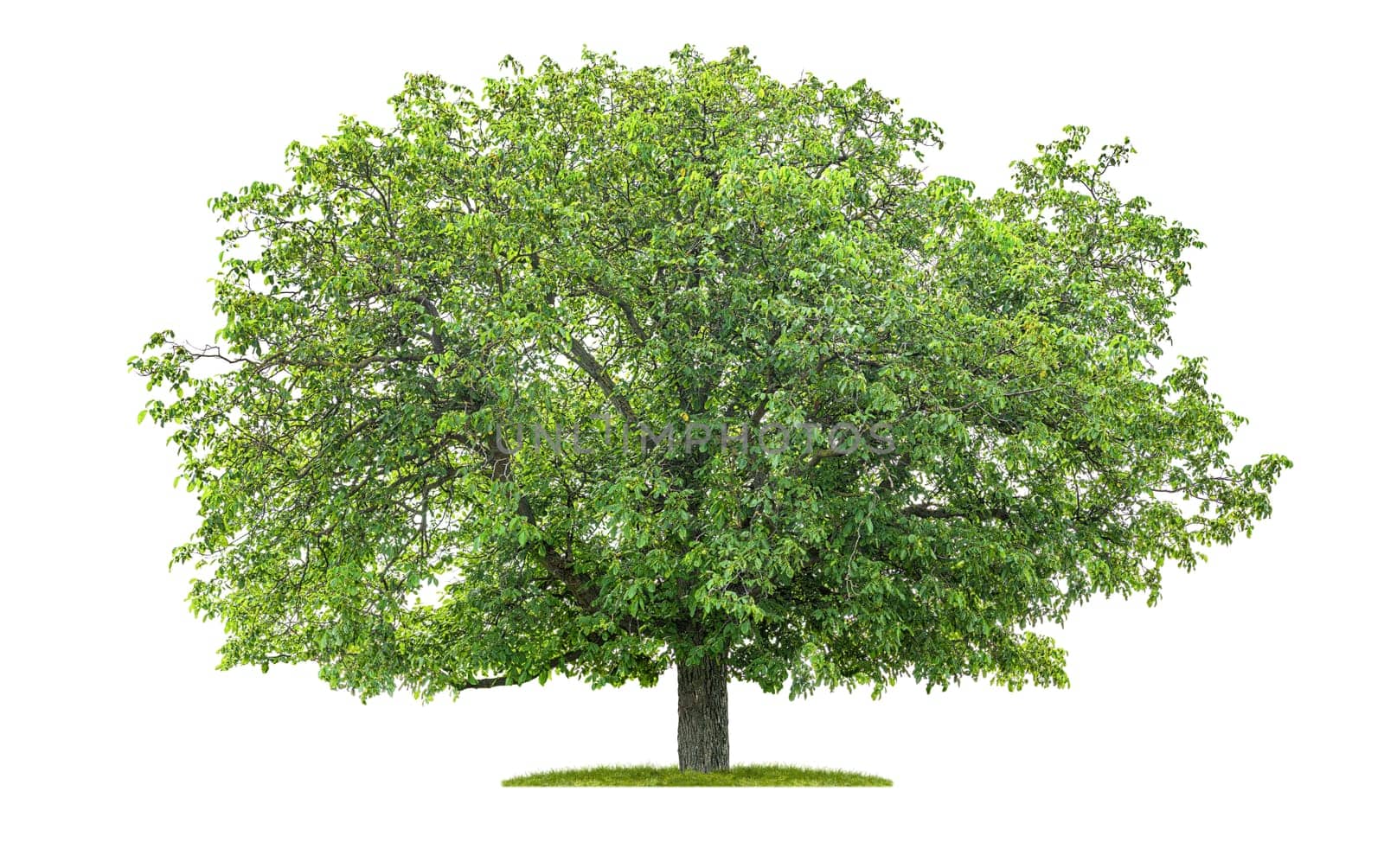 Isolated chestnut tree on a white background