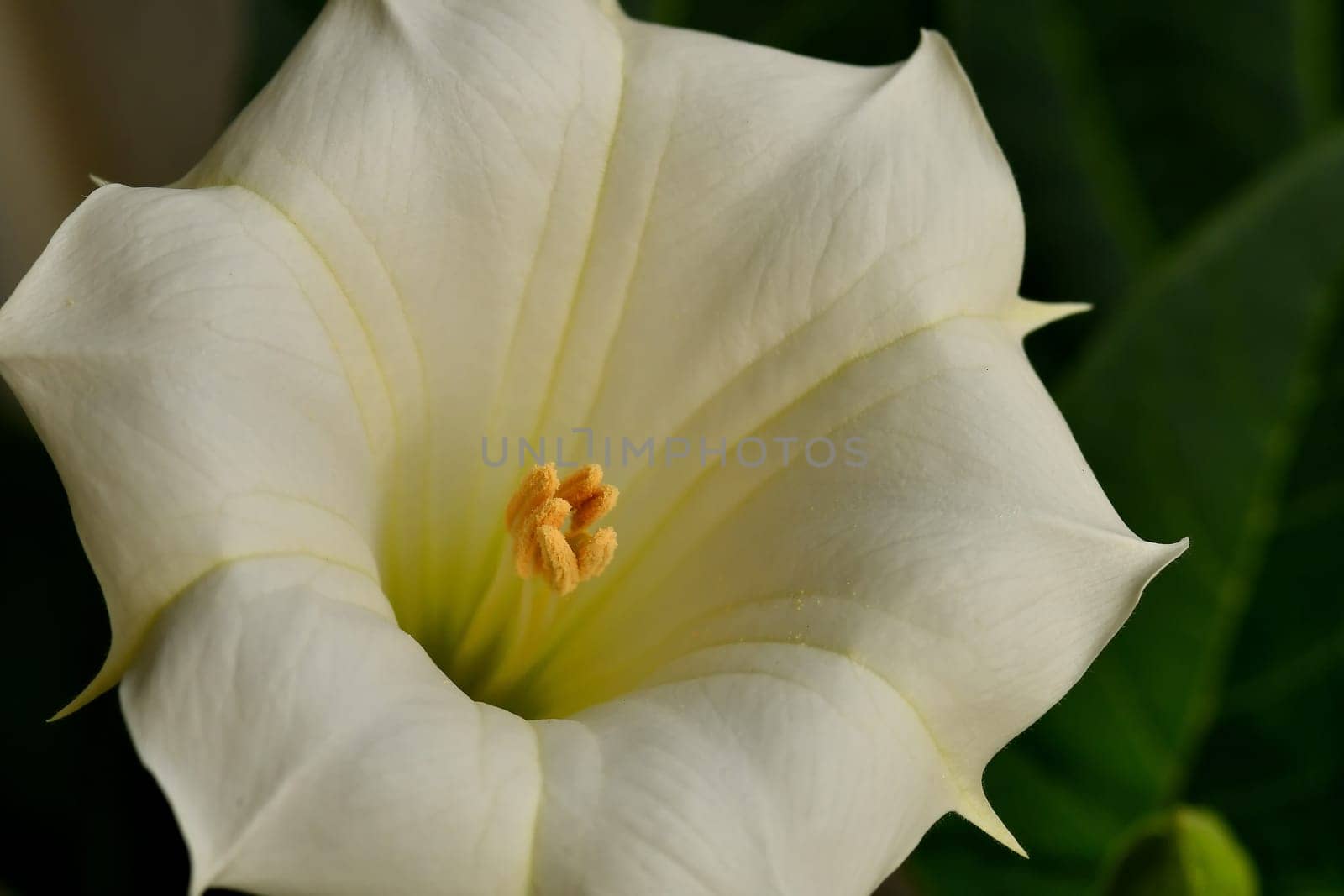 thorn apple with white flower