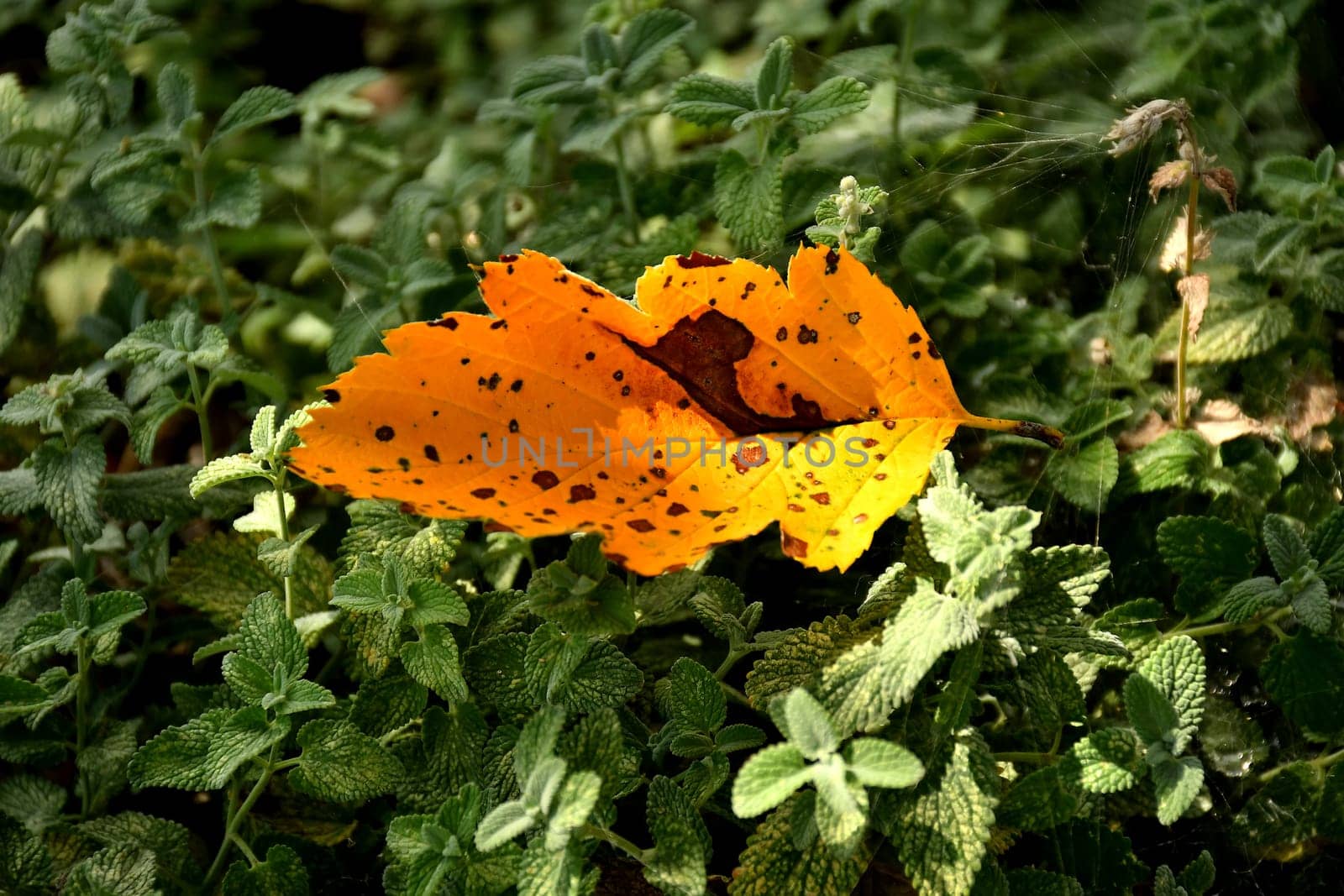 autumnal colored  leaf on catnip herbs