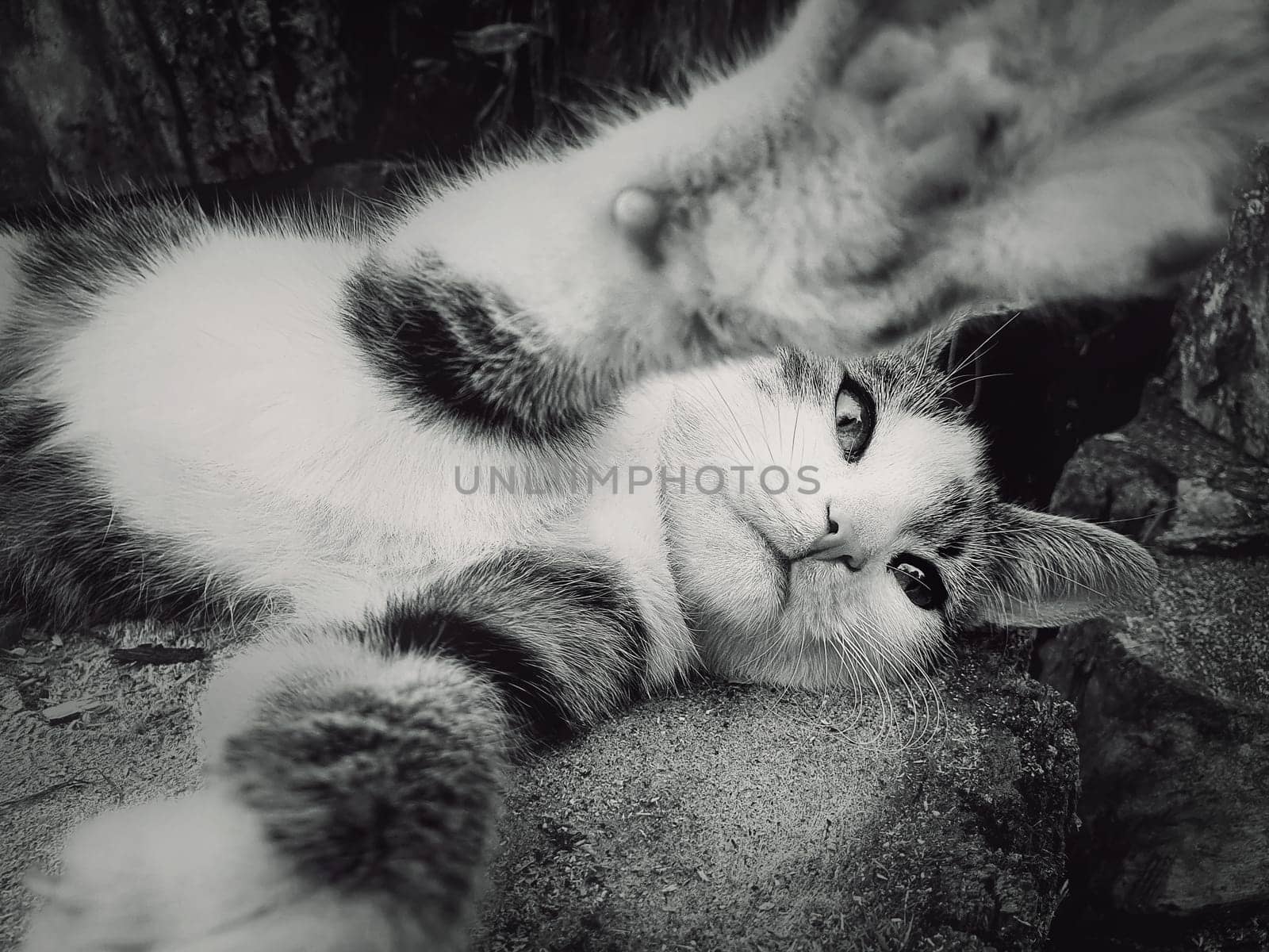 Funny little tomcat playing with camera, close up black and white portrait. Adorable striped kitty with outstretched paws laying down outdoors