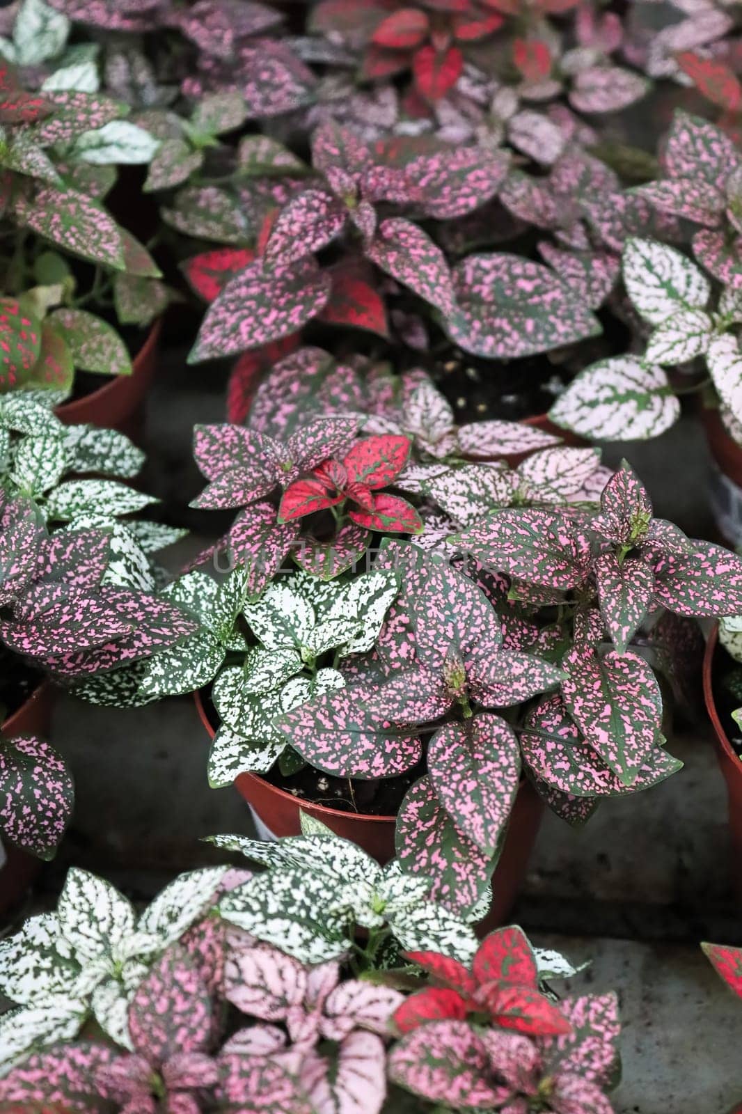 Various colored leaves in polka dot plants.