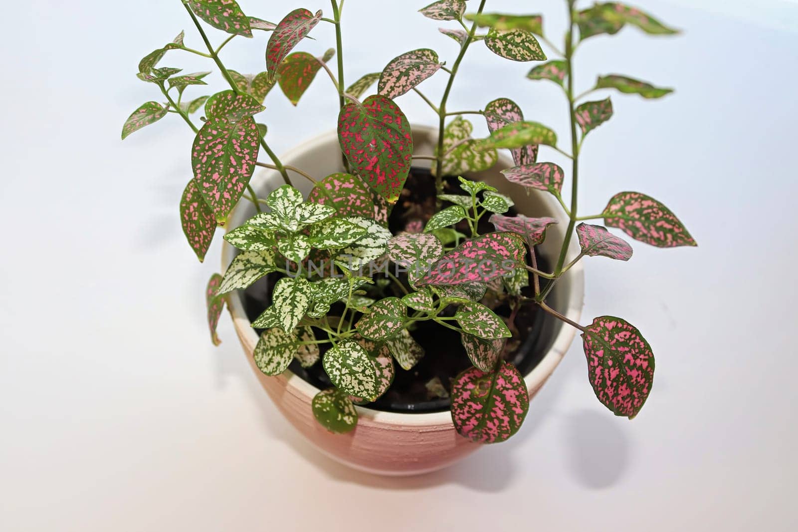 A multicolored polka dot plant in a white pot on a table.