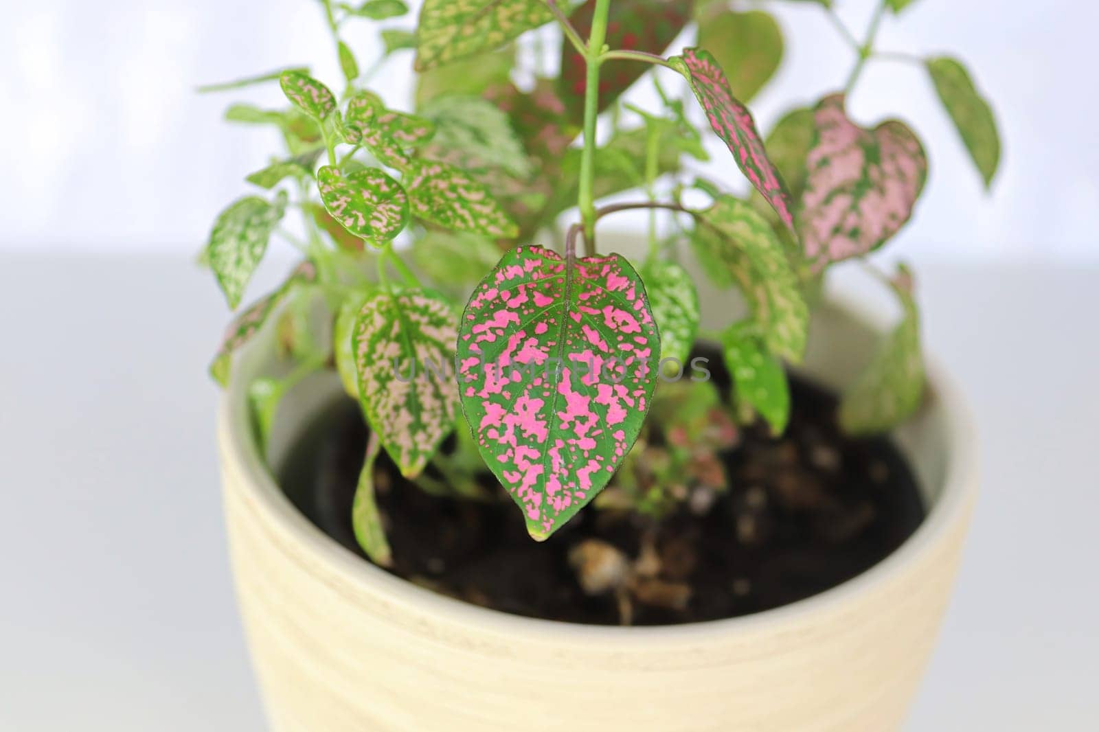A multicolored polka dot plant in a white pot on a table.