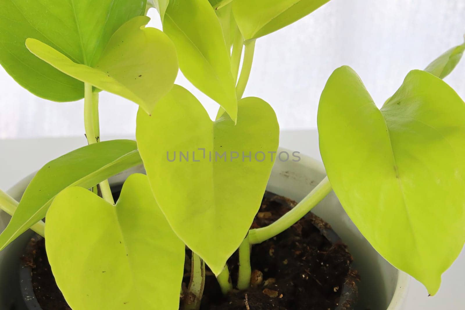 A neon pothos plant in a white pot on a white table.