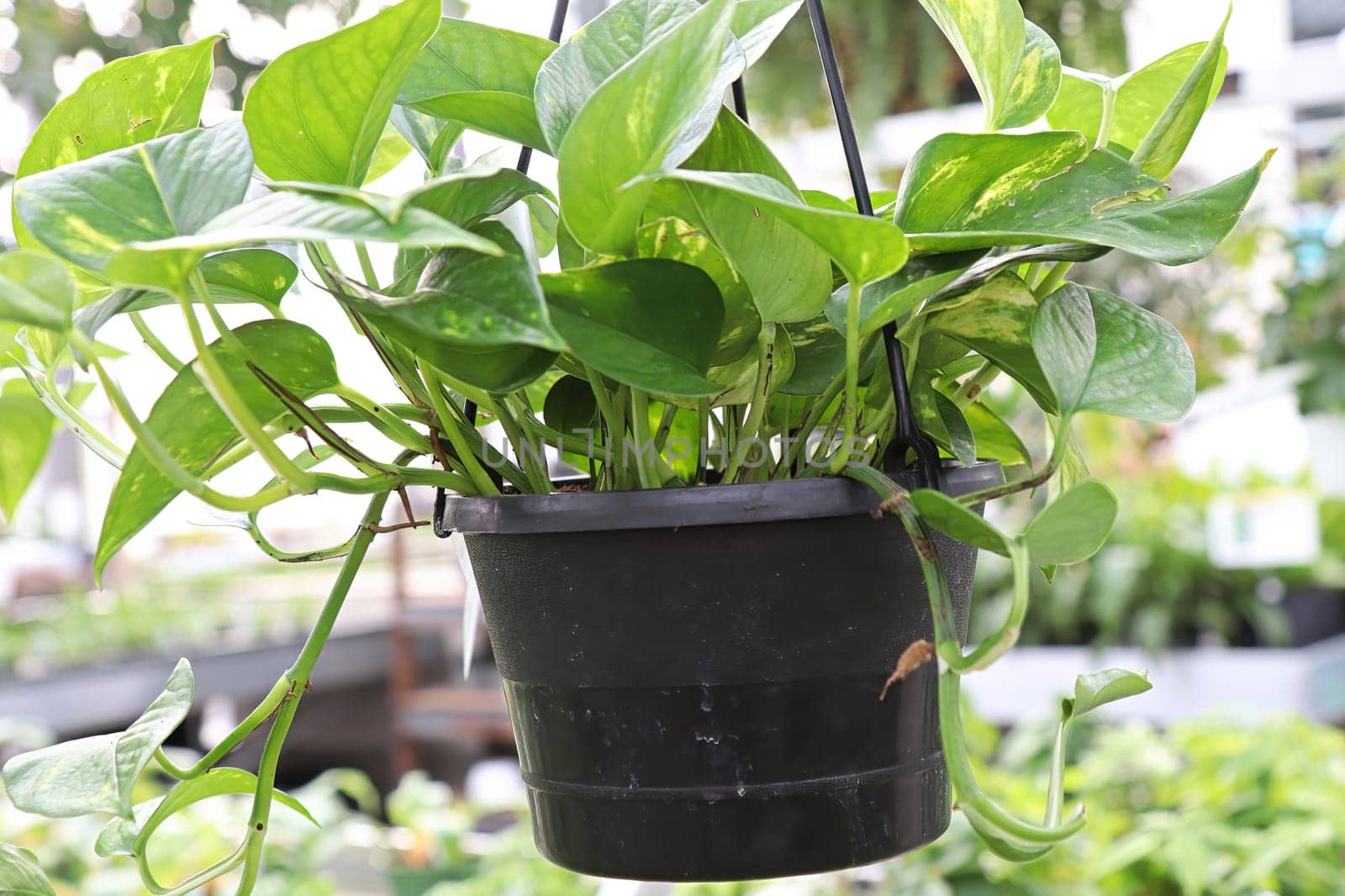 View of a hanging pothos plant in a black pot.