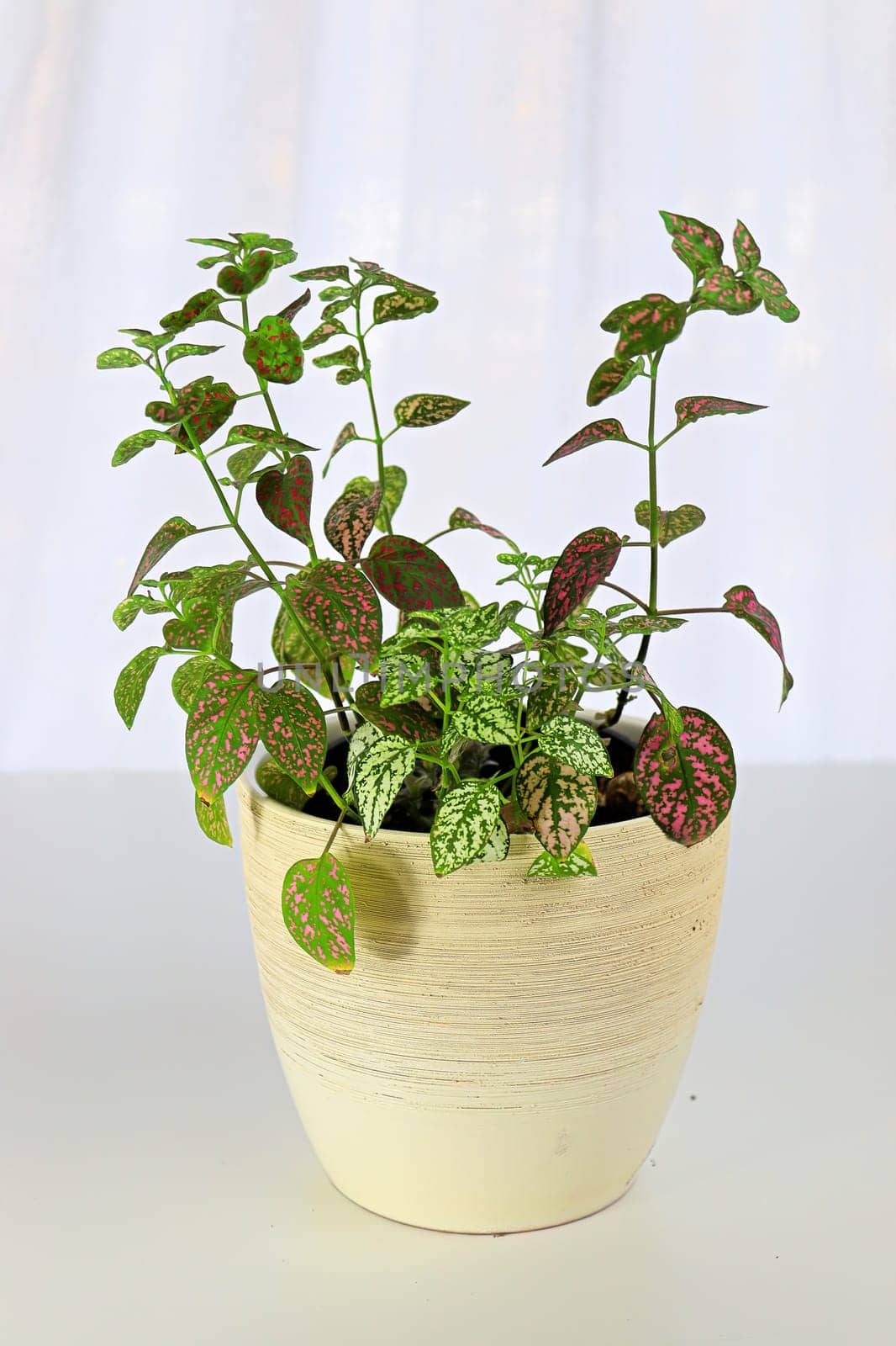 A multicolored polka dot plant in a white pot on a table.