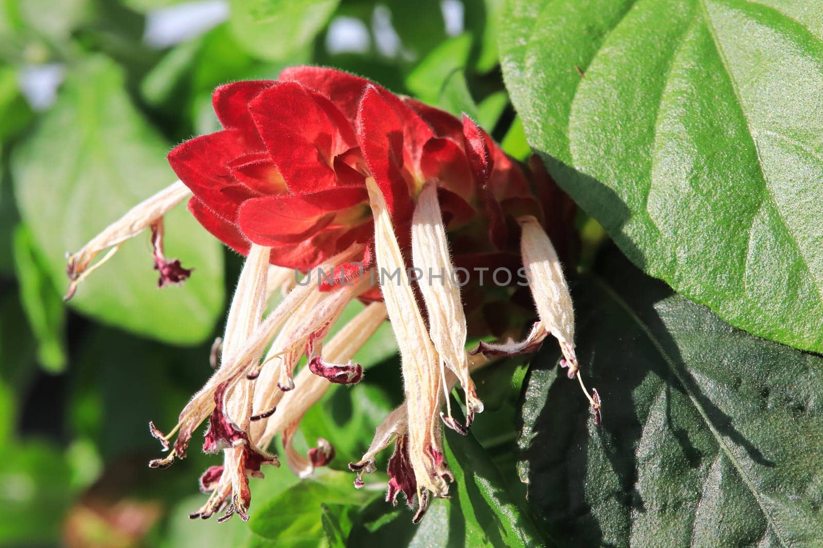 White flowers extend from red leaves on the Shrimp Plant.