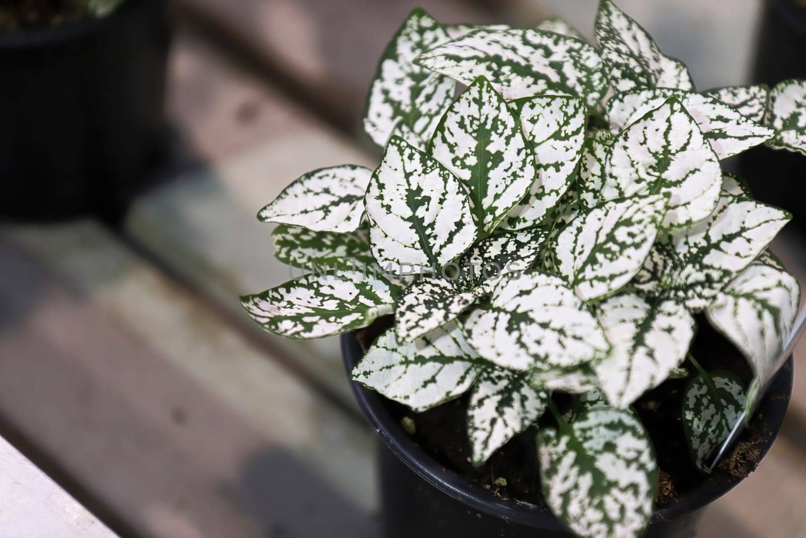 White leaves on a potted polka dot plant.