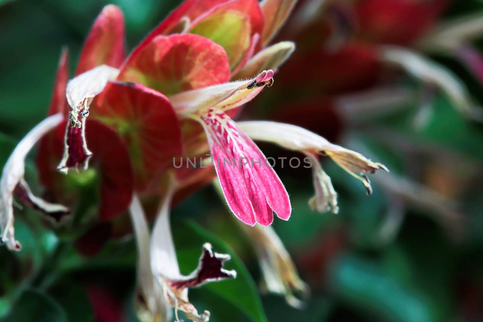Wilted flowers extend from red leaves on the Shrimp Plant.