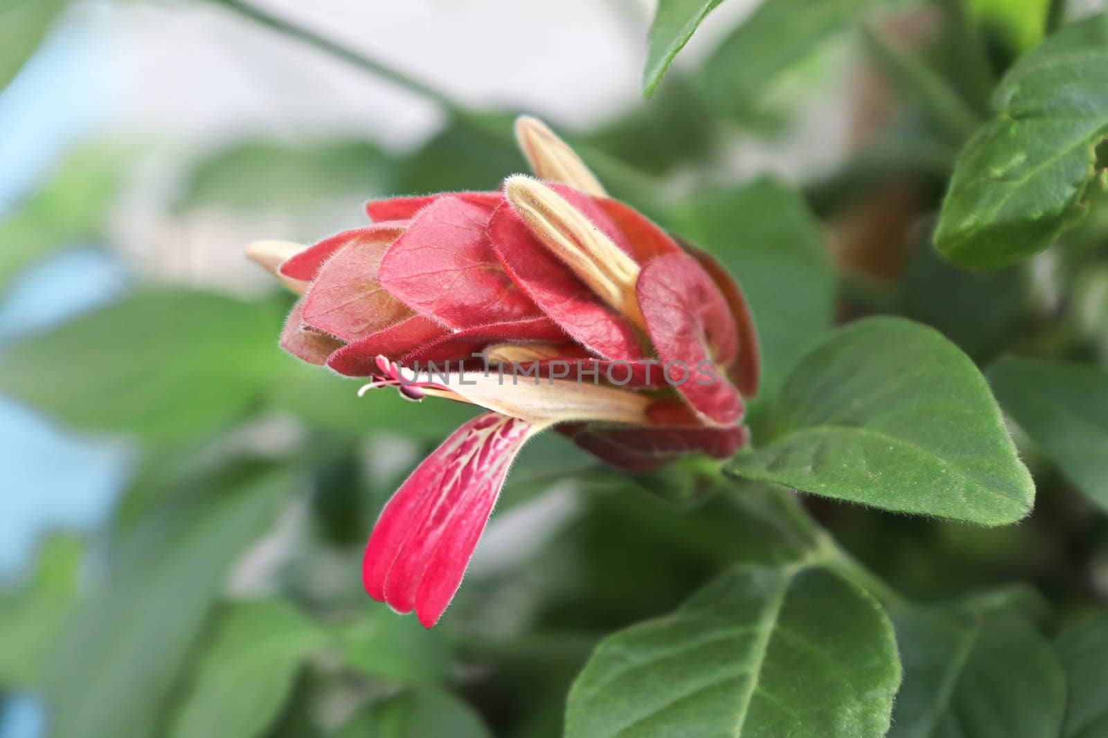 Young buds extend from red leaves on the Shrimp Plant.