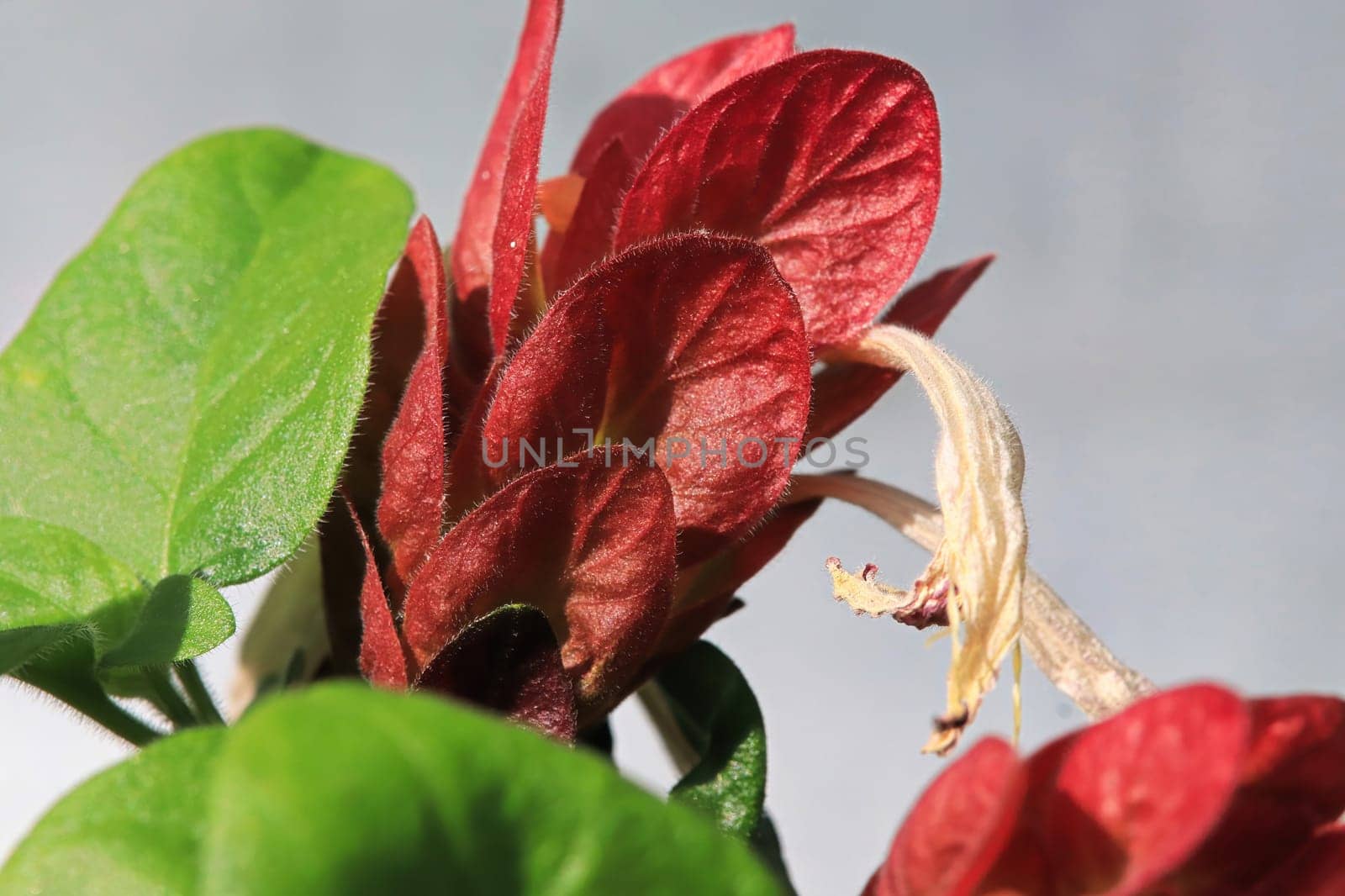 A wilted flower extend from red leaves on the Shrimp Plant.